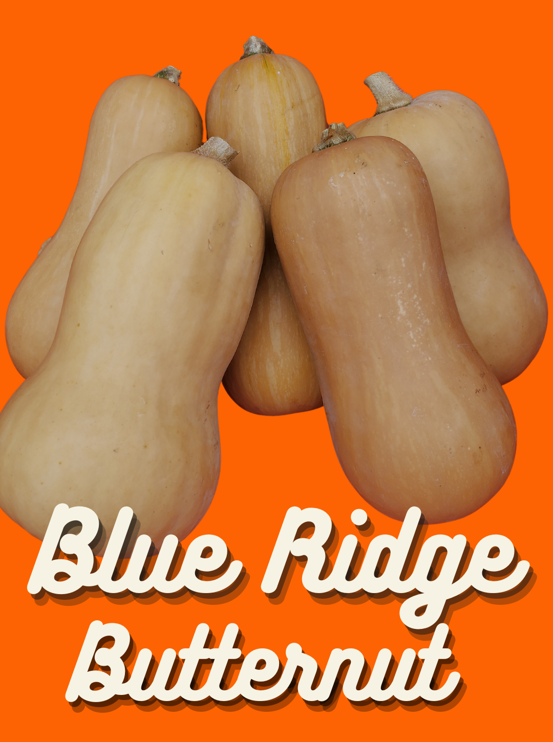 Winter Squash Seeds, Blue Ridge Butternut