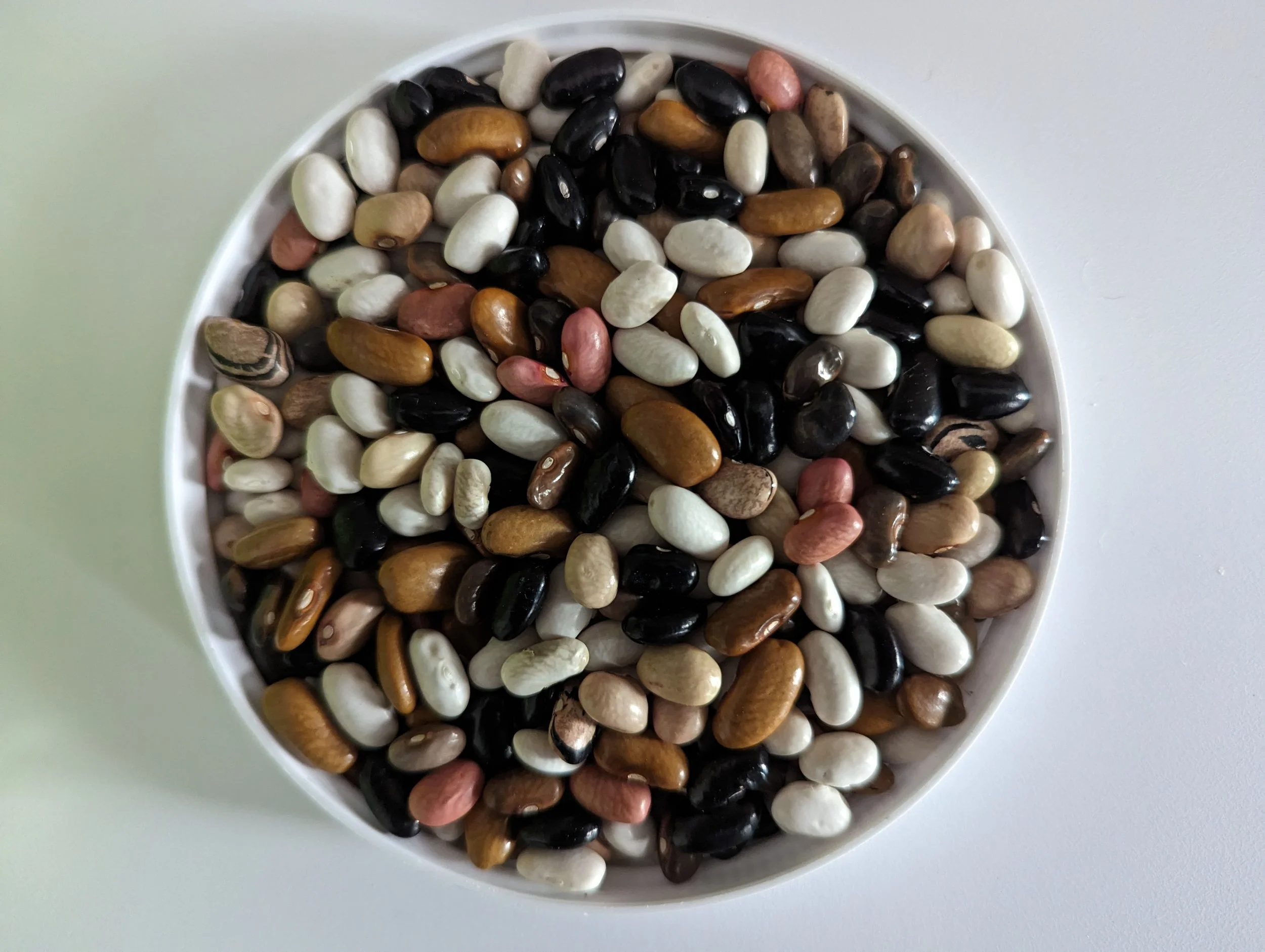 Magic Bean Mix for Regional Adapatation