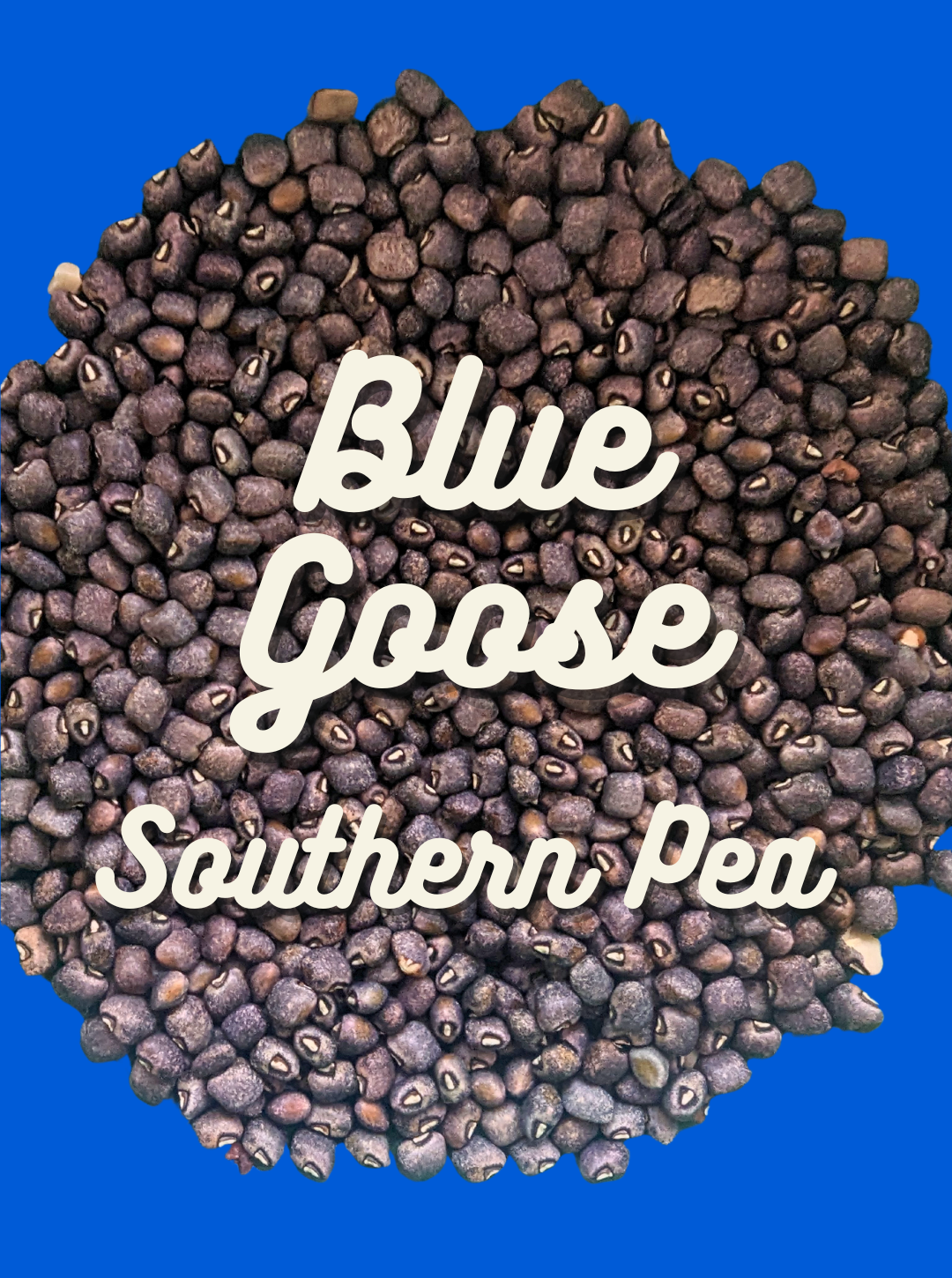 Southern Pea Seeds, Blue Goose
