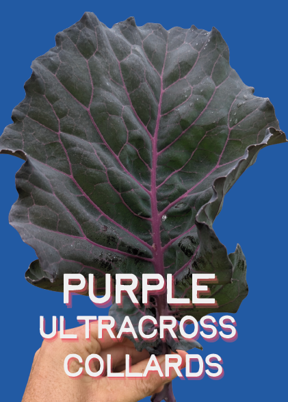 Collards Seeds | Purple Ultracross | Appalachian Growers Seed