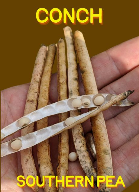 Southern Pea Seeds, Conch Pea