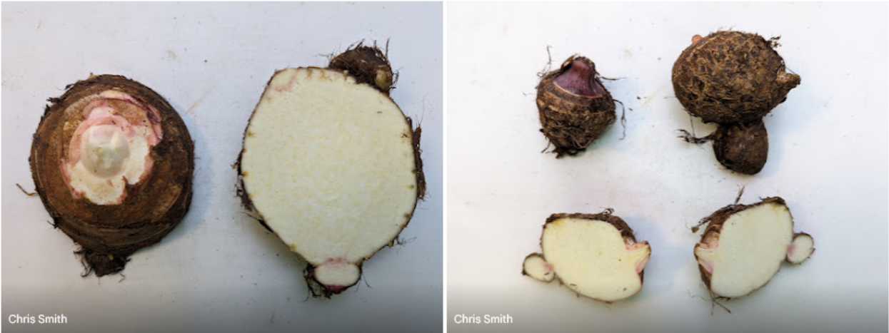 Taro Variety List — Utopian Seed Project