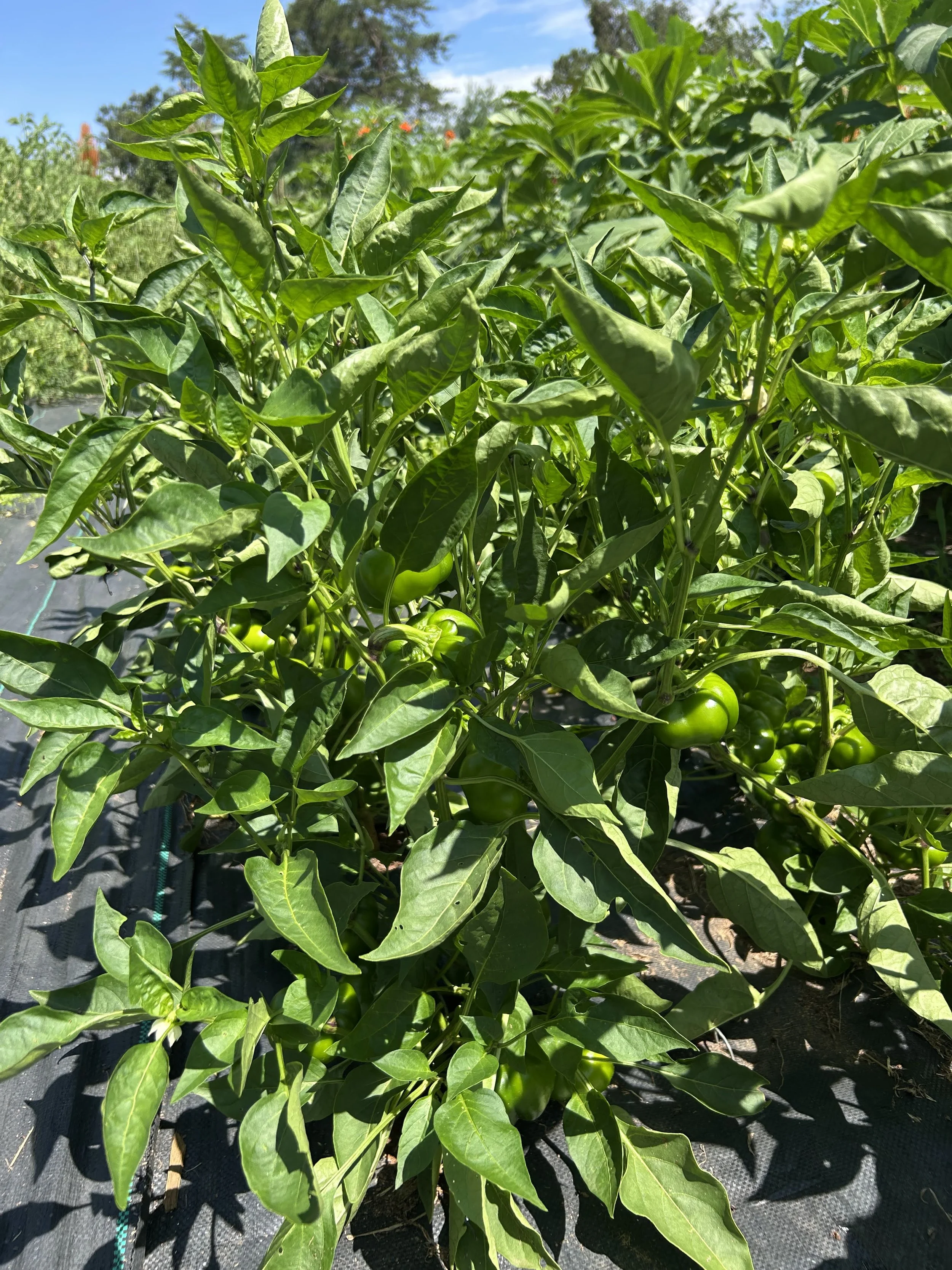 Pepper Seeds, Ashe County Pimento, pepper plant in the field