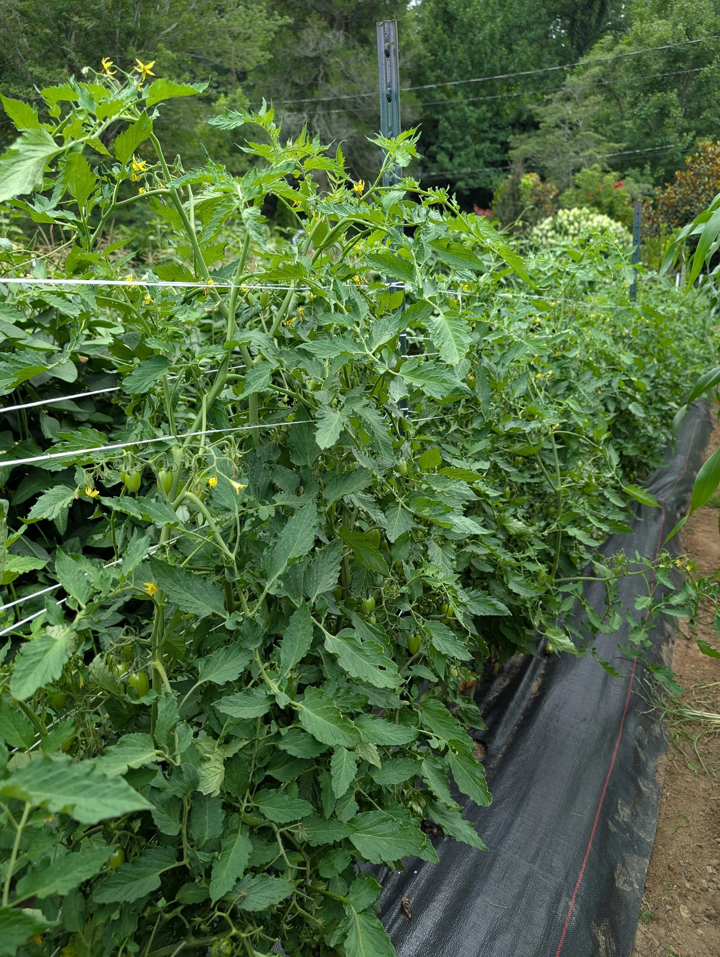 Tomato Seeds, Maglia Rosa, plants in the field upclose