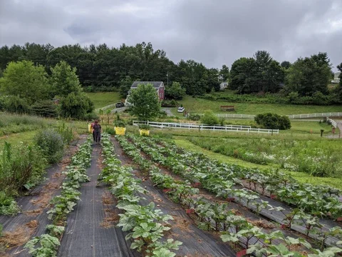 Okra Trial at Frannys Farm