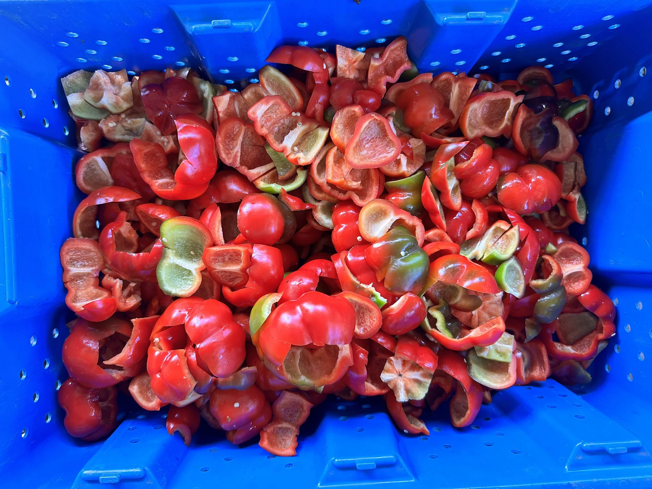 Pepper Seeds, Ashe County Pimento, peppers deseeded and chopped for sauce