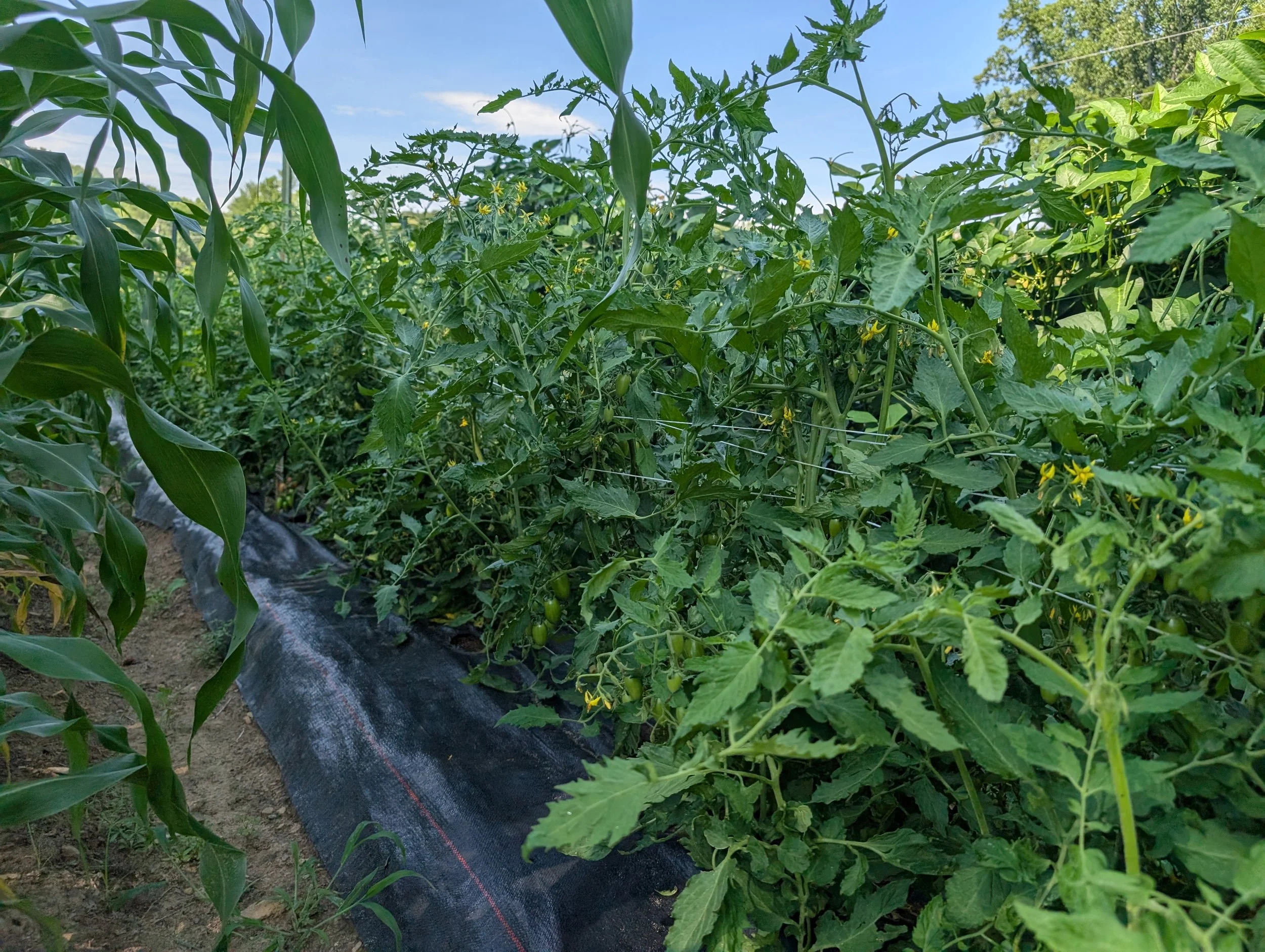 Tomato Seeds, Maglia Rosa, plants in the field