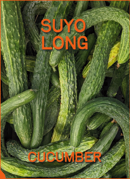 Cucumber Seeds, Suyo Long
