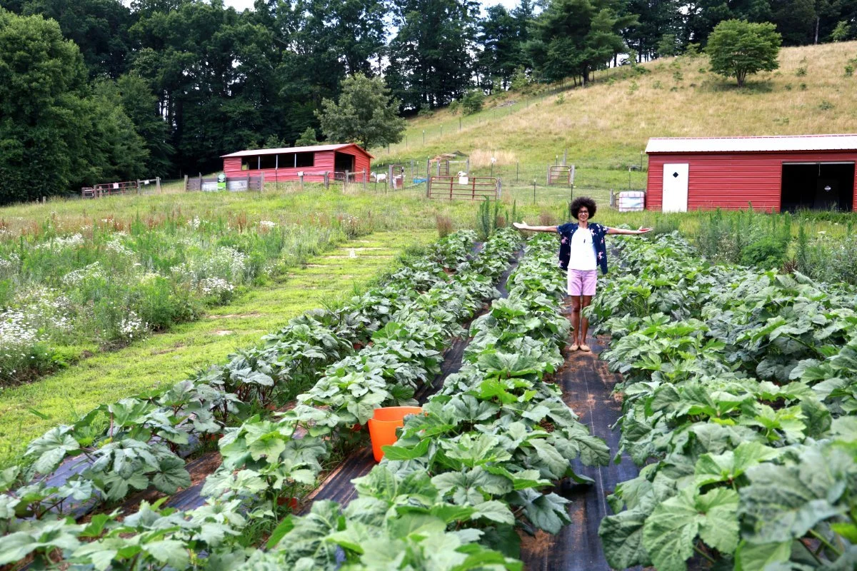 okra seed trial - utopian seed project