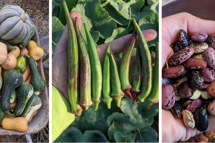 Saving Seeds for Resilient Food Systems - SSARE