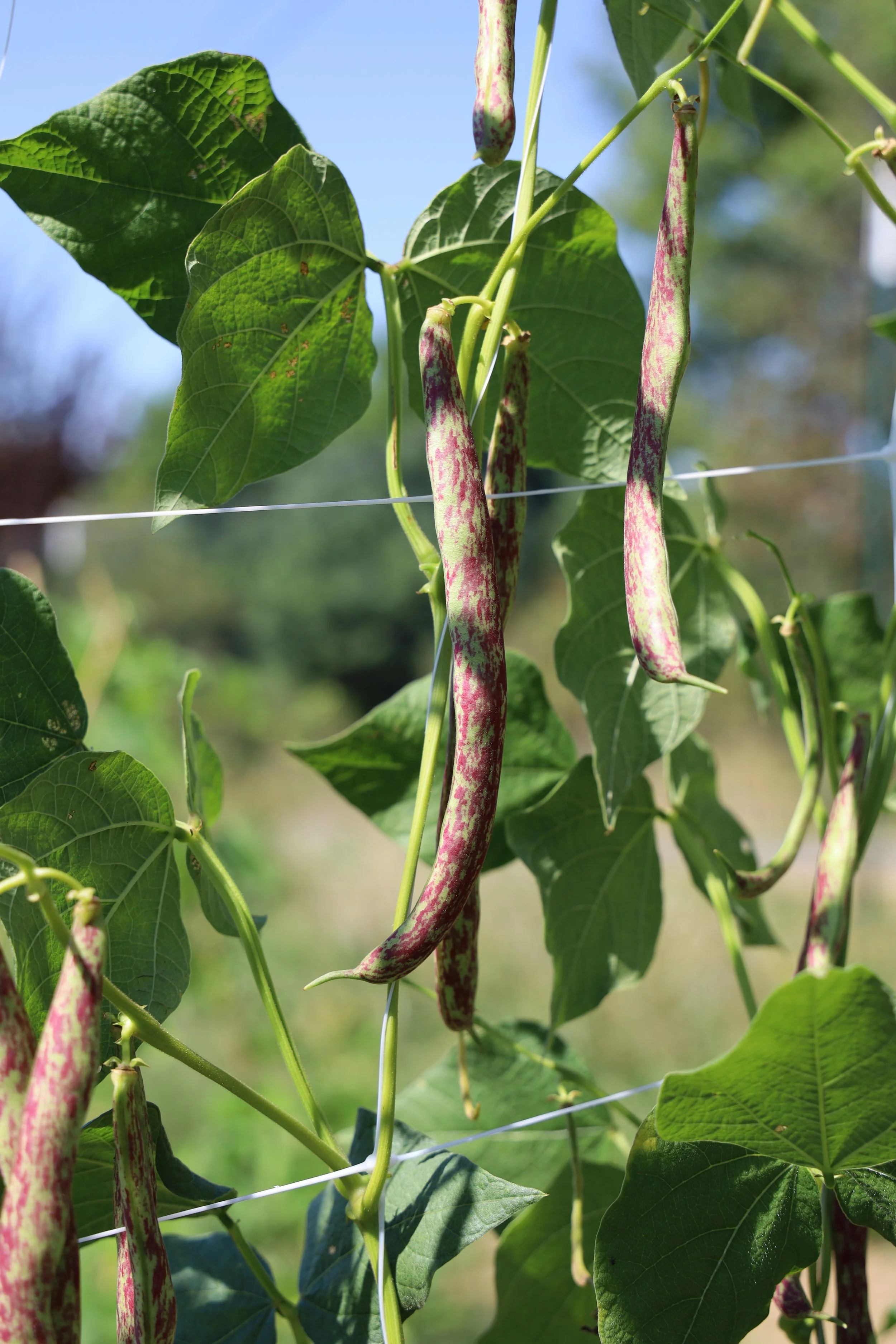 Two-Seeds-In-A-Pod_Beans-Turkey (1).JPG