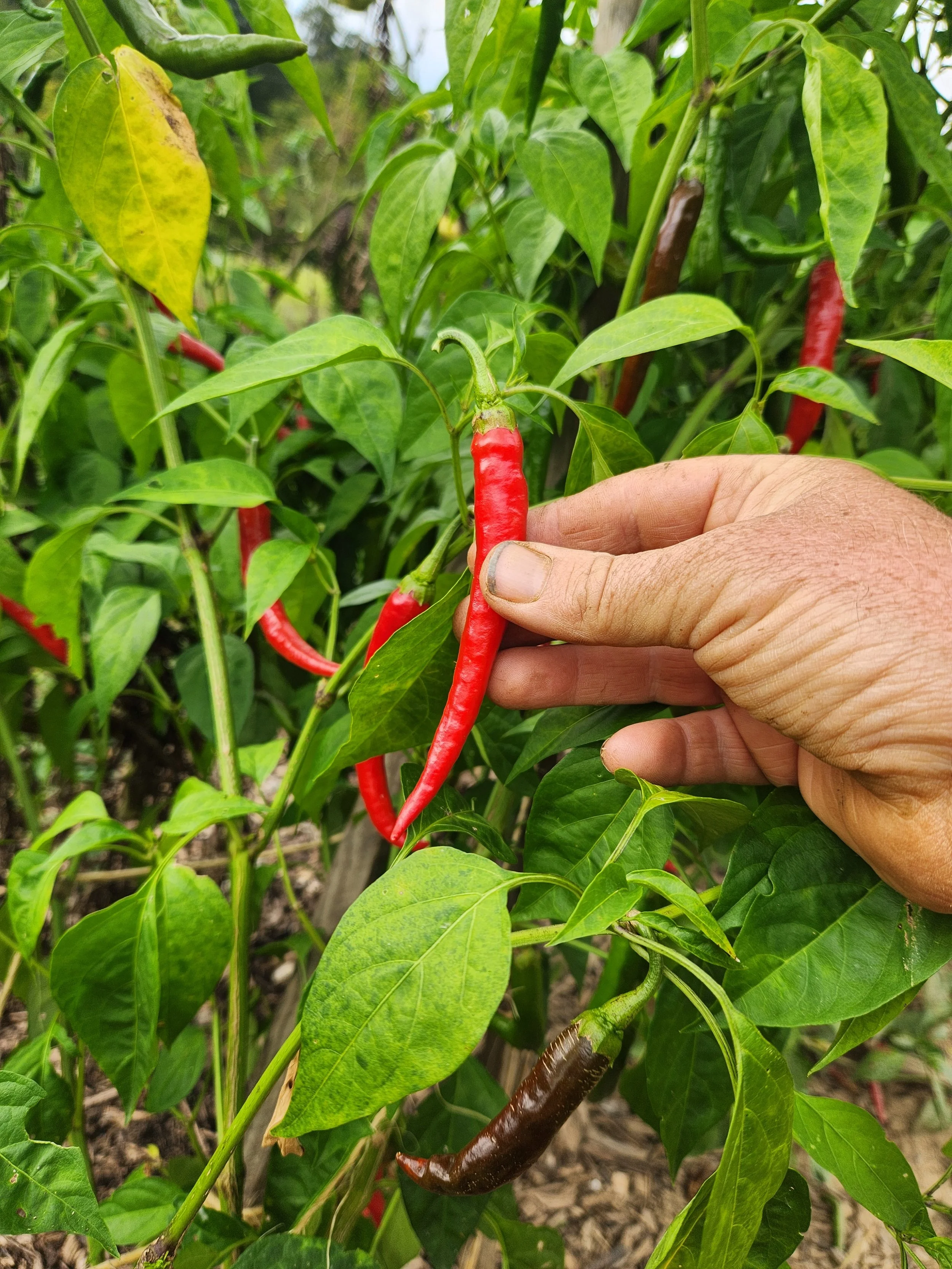 Pepper Seeds, LD Reel Hot Pepper, pepper and pepper plant