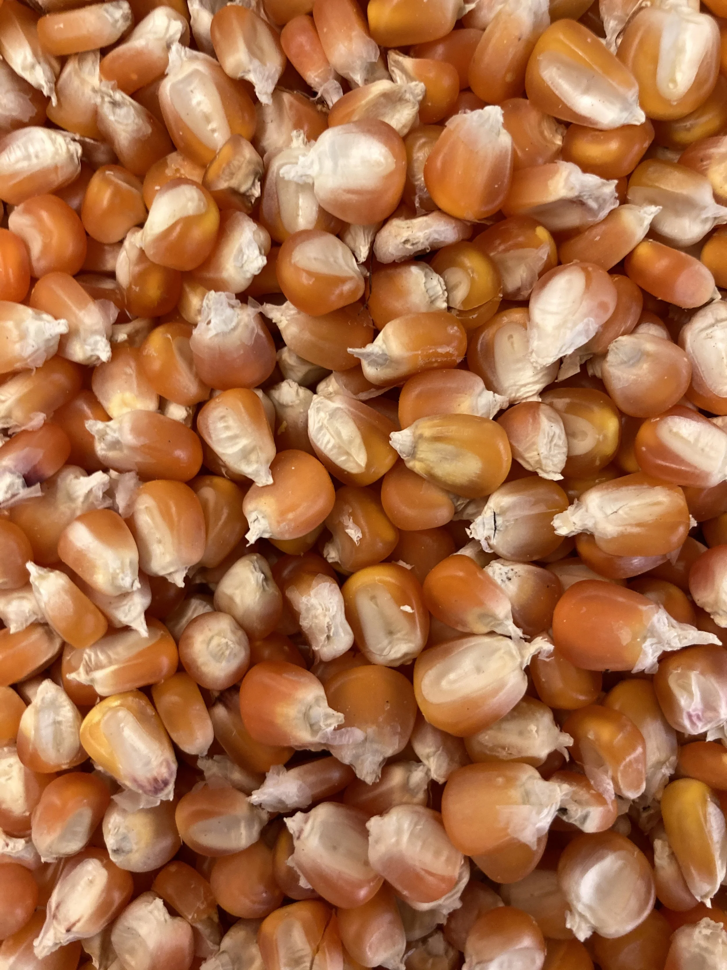 IMG_4091 (1) (1).jpg