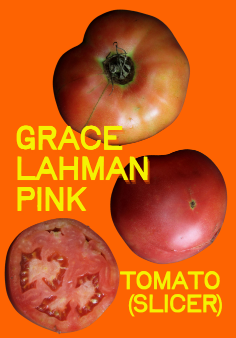 Tomato Seeds, Grace Lahman Pink Slicer