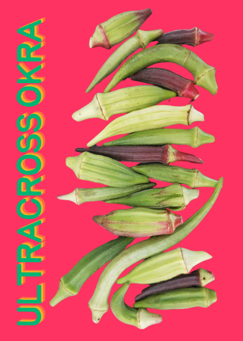 Okra Seeds, Ultracross