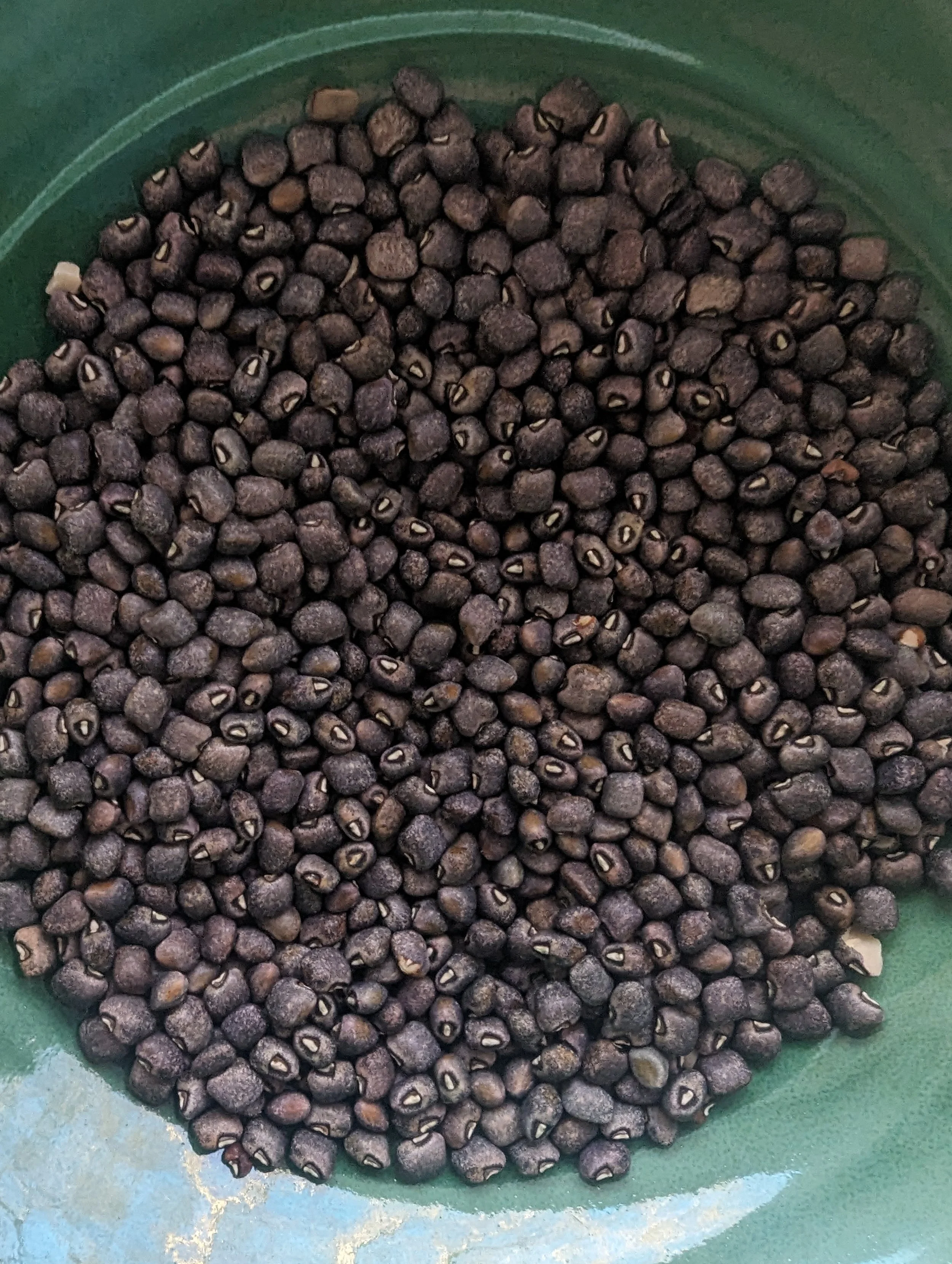 PXL_20240219_224640057 (1).jpg