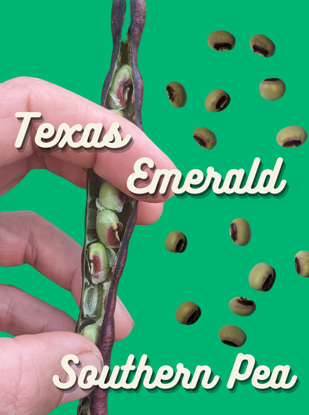 Southern Pea Seeds, Texas Emerald
