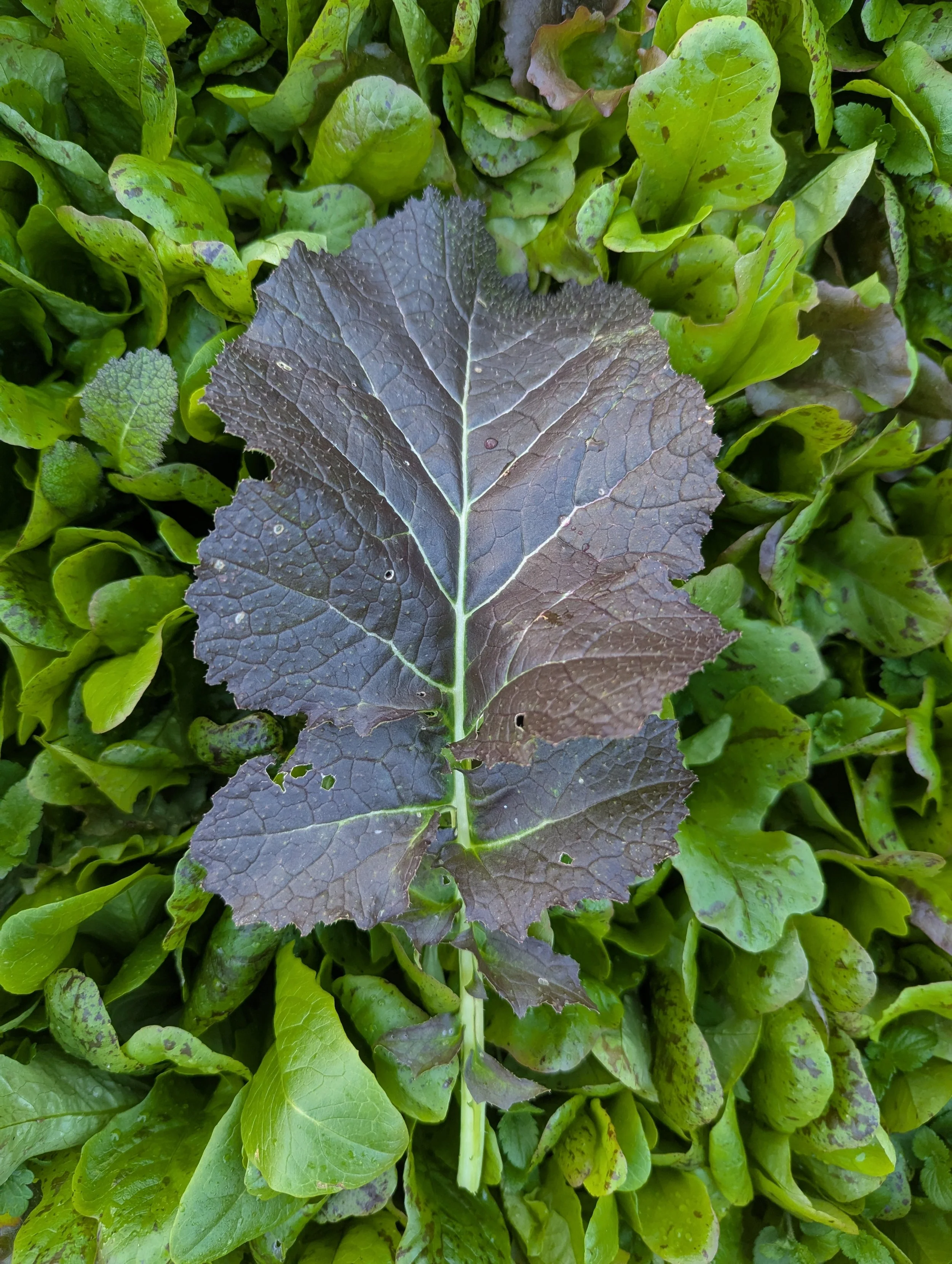Mustard Seeds, Cherokee Blue, beautiful mustard leaf