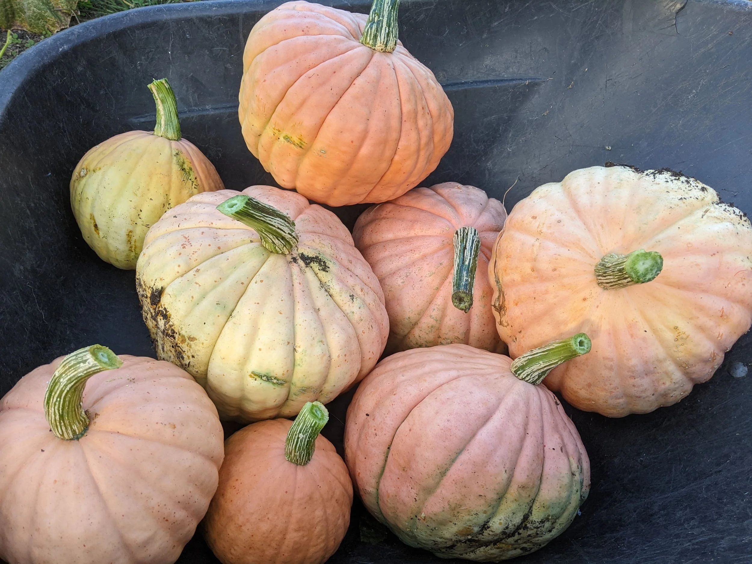 Winter Squash Seeds, NC Candy Roaster, group of candy roasters