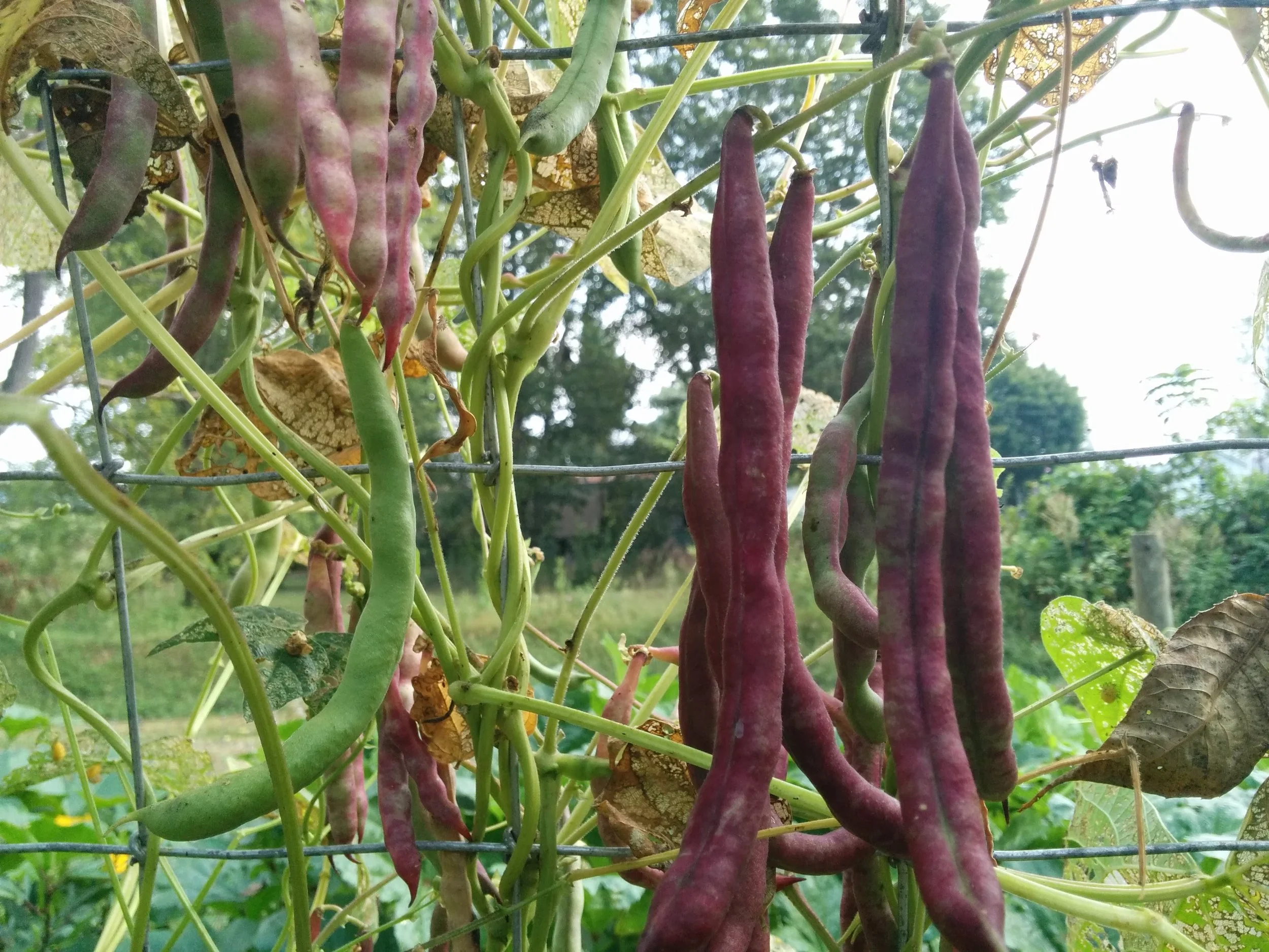 IMG_20150903_085119 (1).jpg