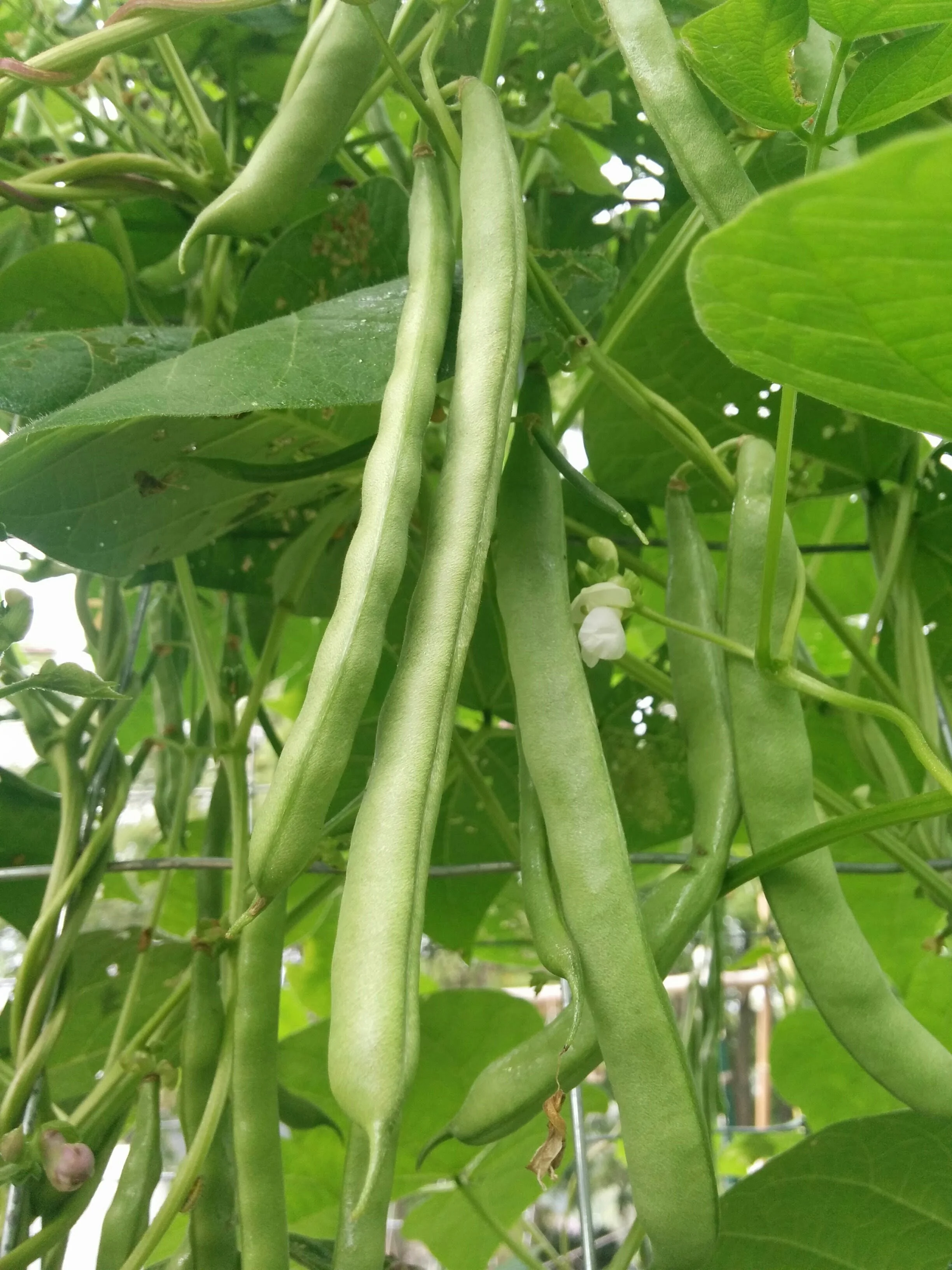 IMG_20150816_090301 (1).jpg