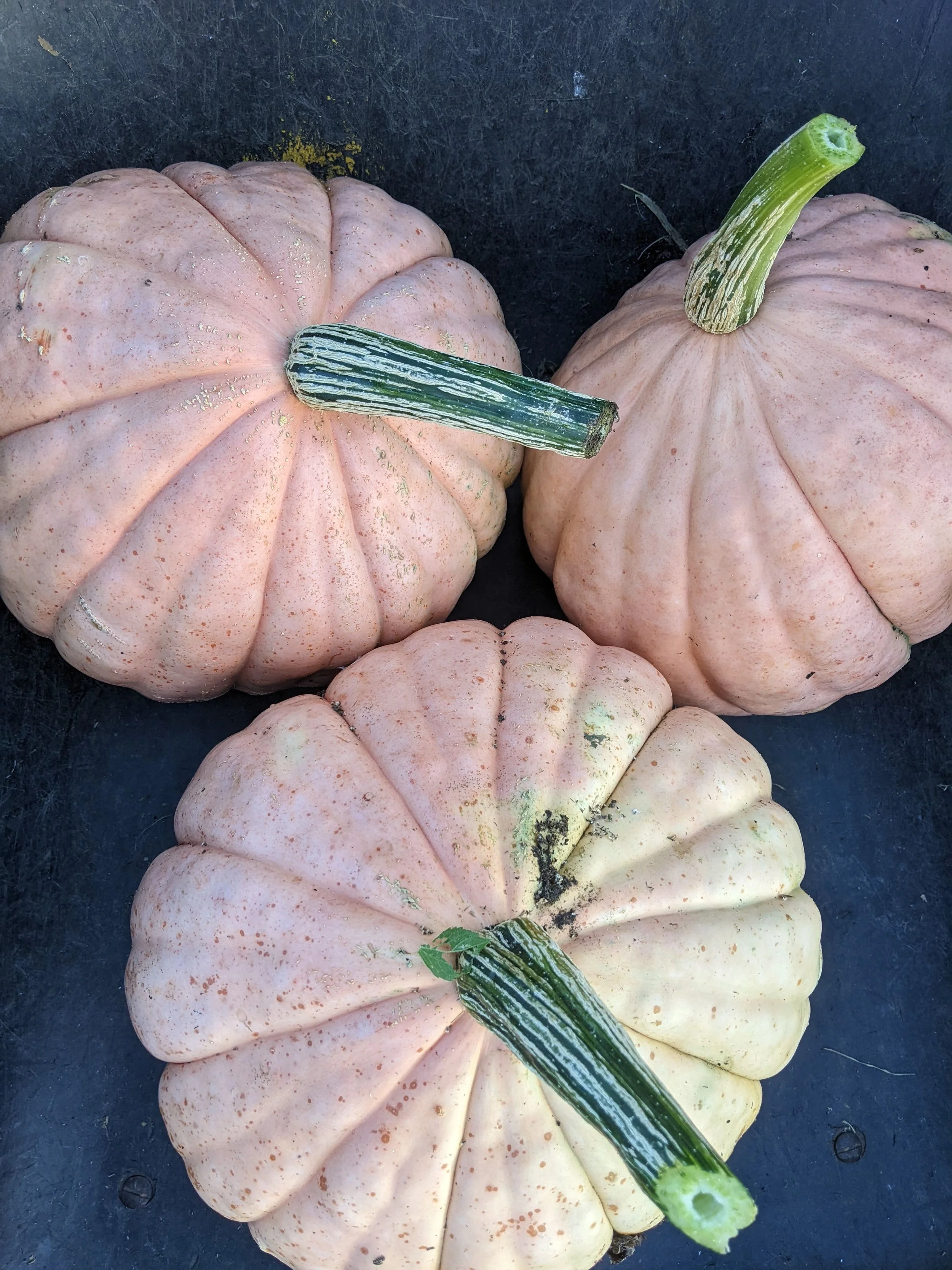 Winter Squash Seeds, NC Candy Roaster, 3 candy roasters