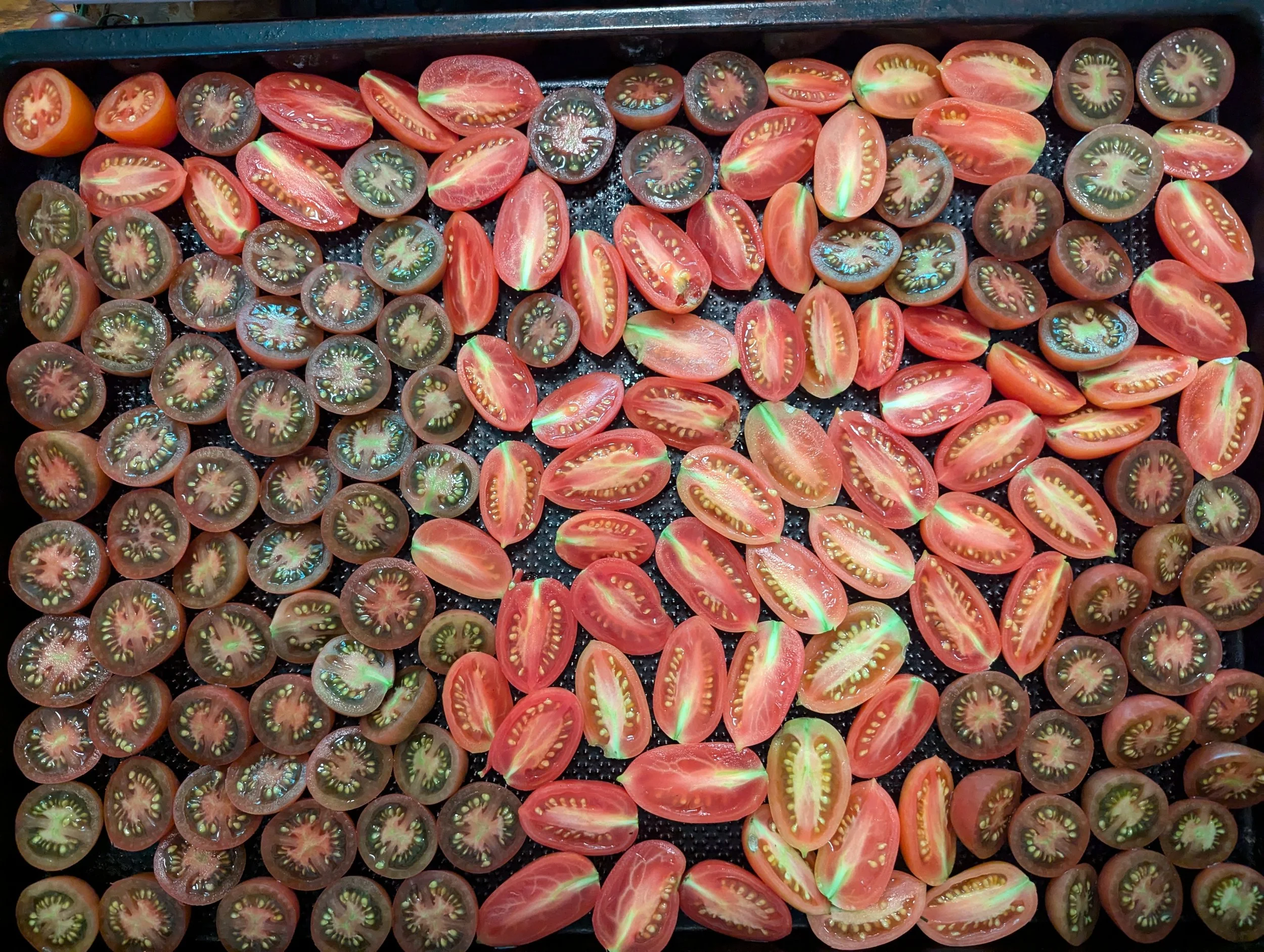 Tomato Seeds, Cherokee Purple Cherry, sliced and on baking sheet