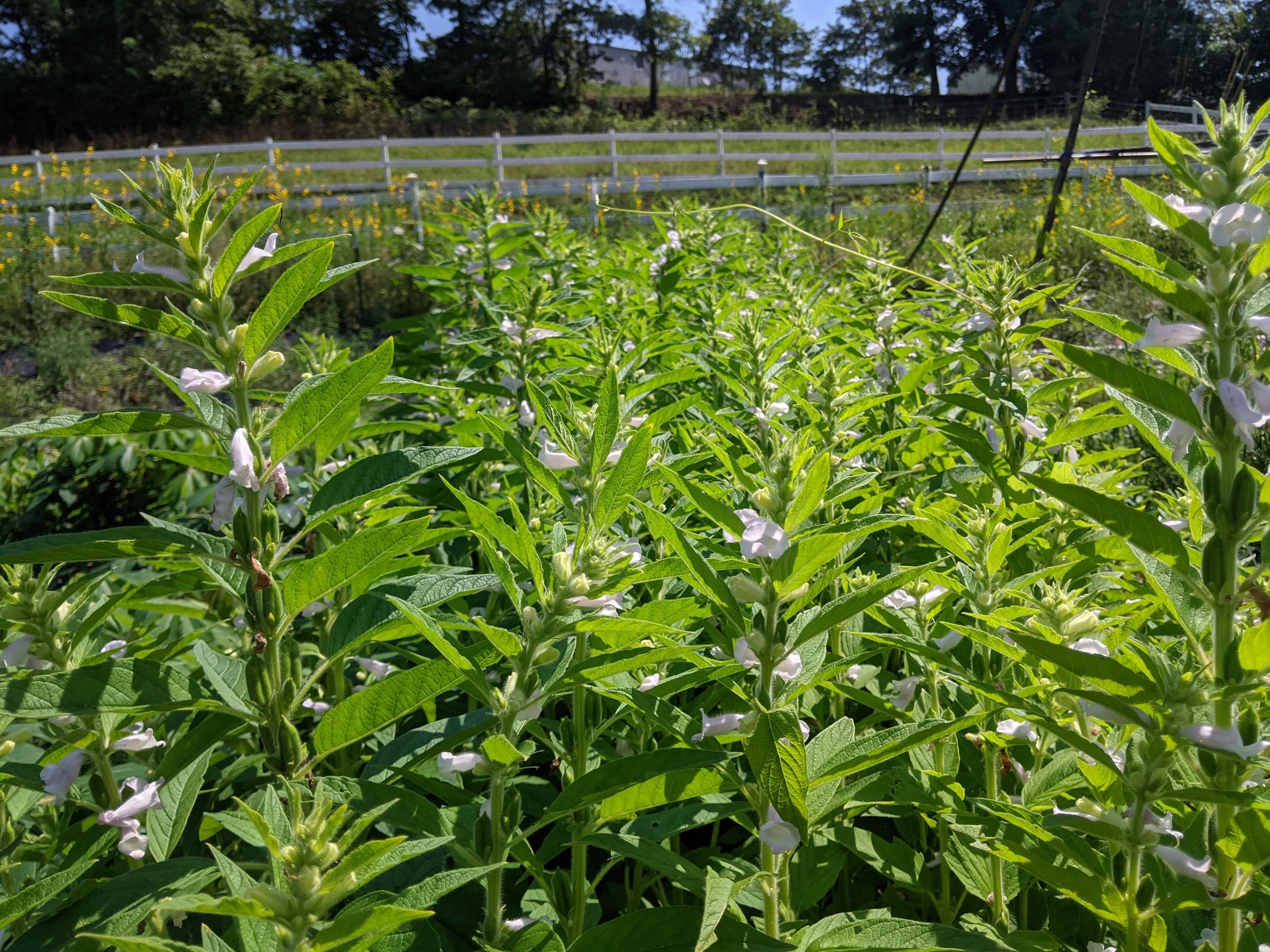 PXL_20210823_160242011 (1).jpg