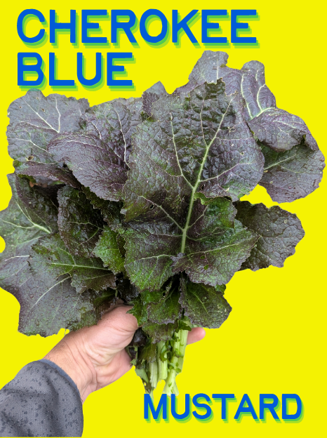 Mustard Seeds, Cherokee Blue