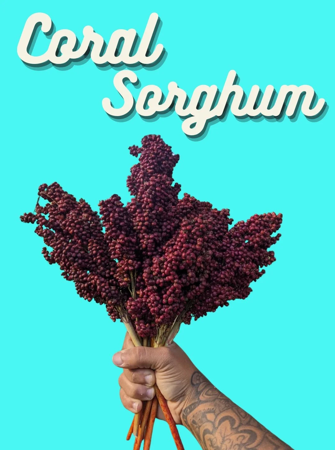 Sorghum Seeds, Coral
