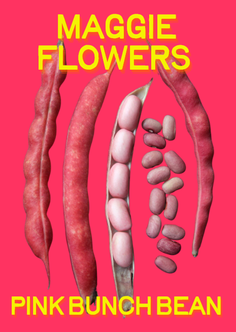 Bean Seeds, Maggie Flowers Pink Bunch