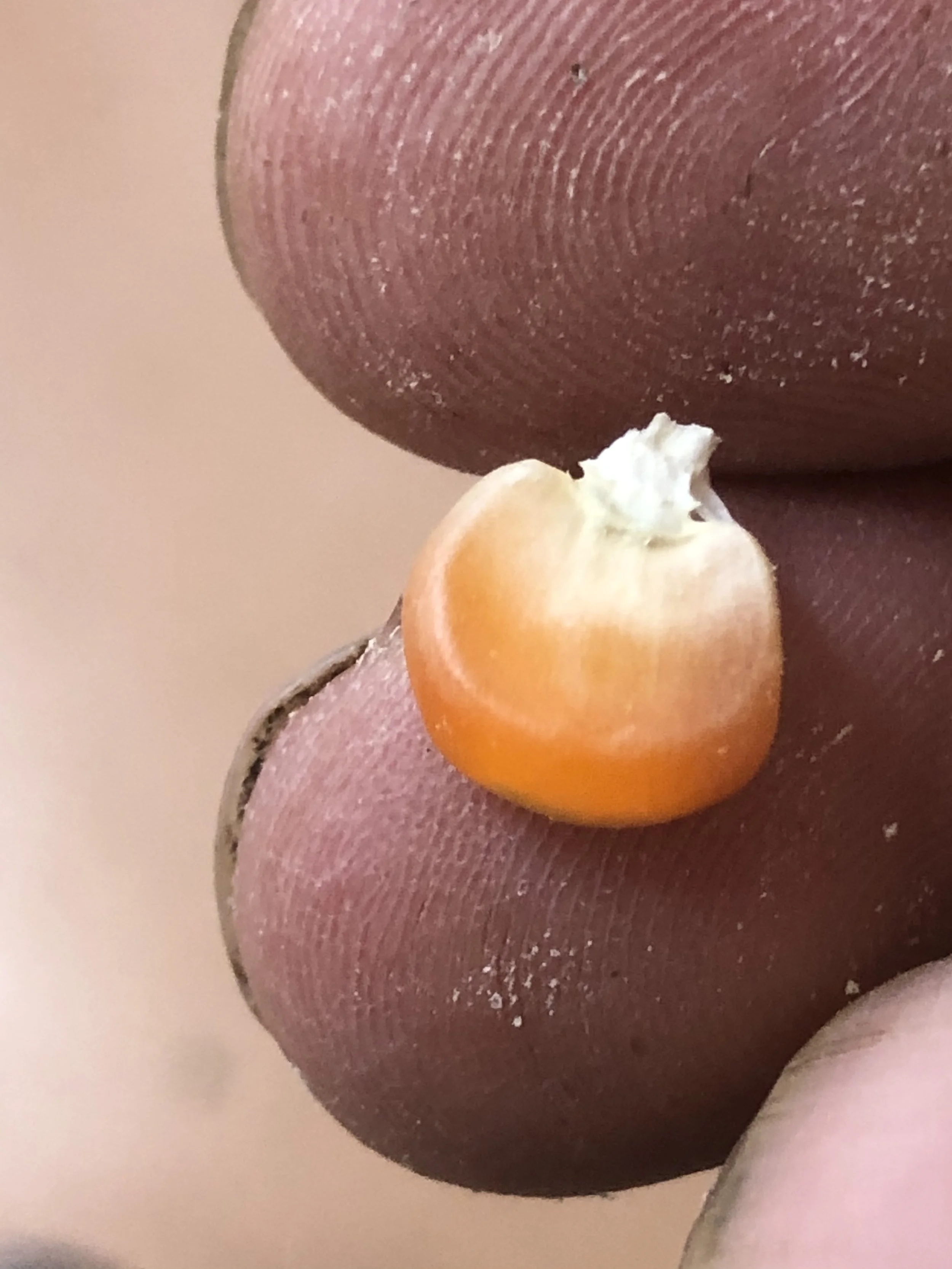 IMG_2959 (1) (1).jpg