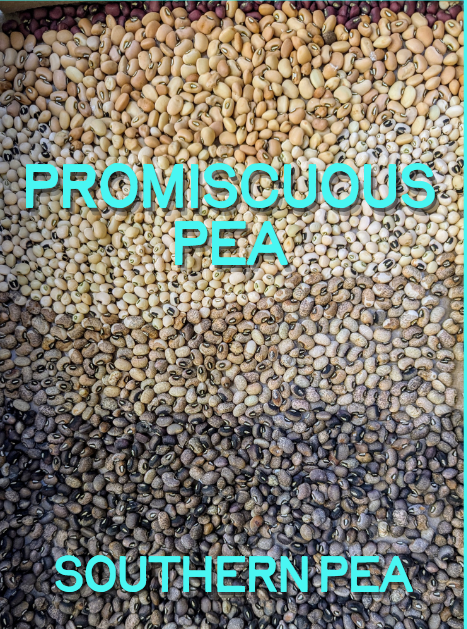 Southern Pea Seeds, Promiscuous Pea
