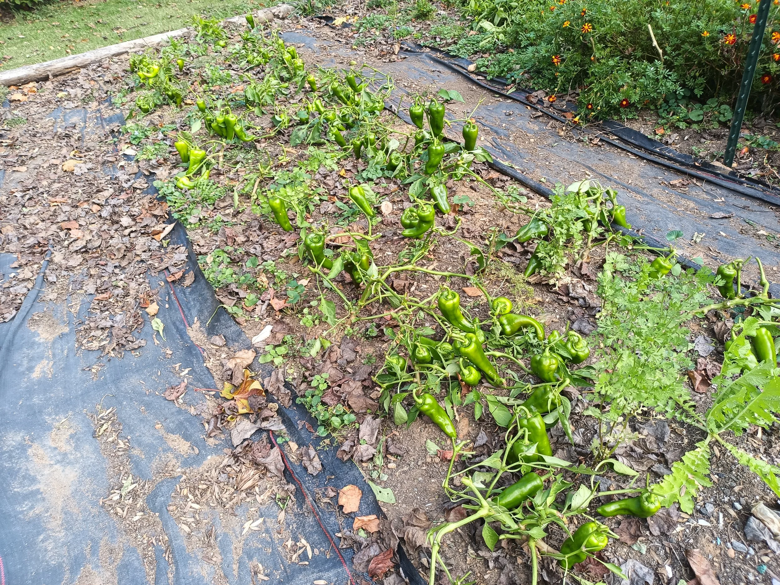 ItaliaOct2025Defoliated (1).jpg