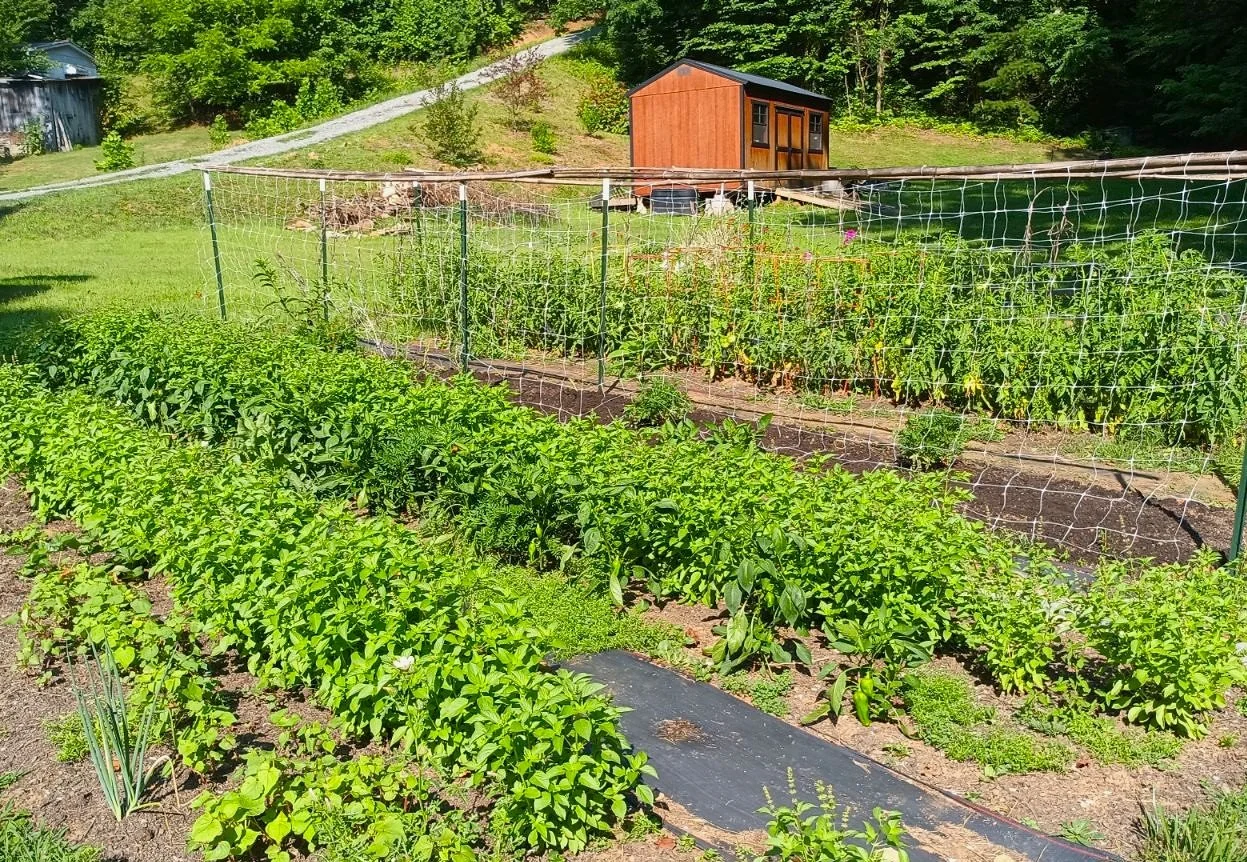 Pepper Seeds, Italia, plants in the field