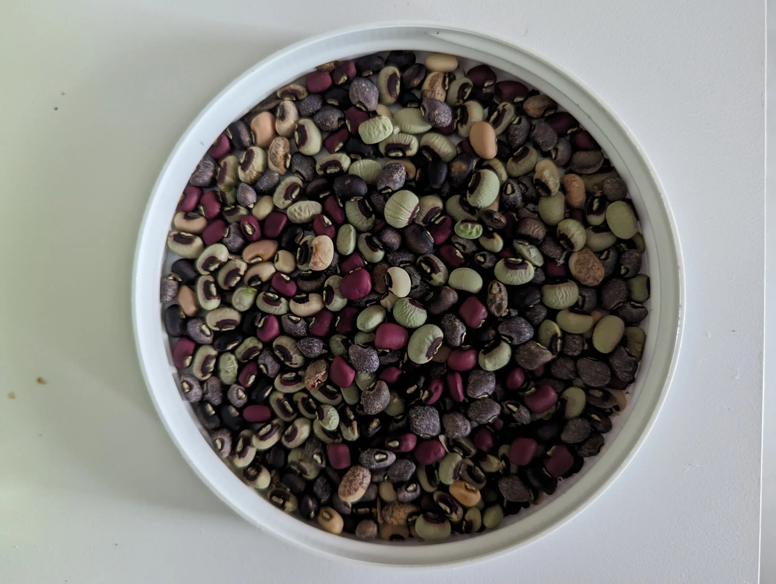 Promiscuous Pea for regional adaptation