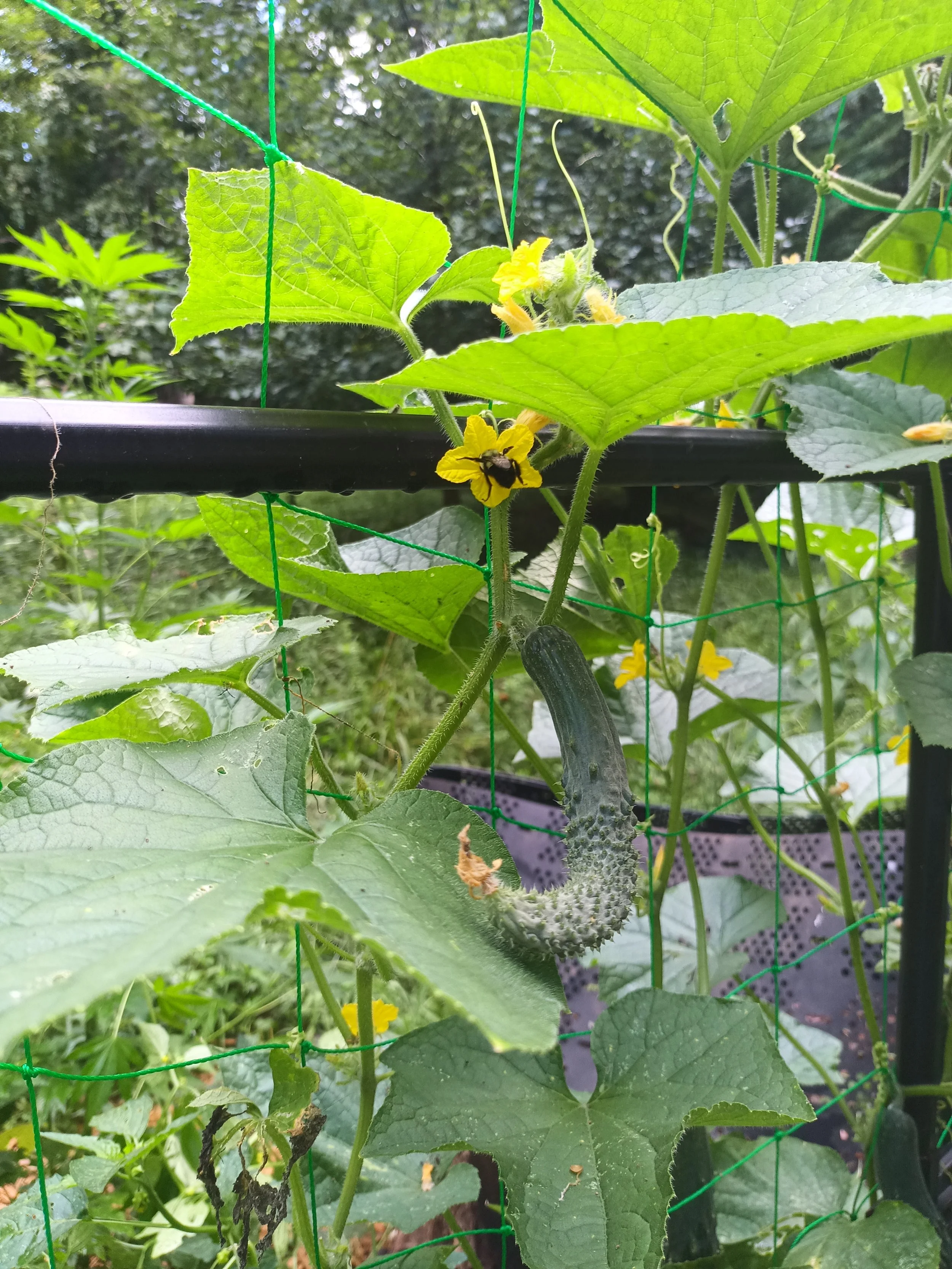 Cucumber Seeds, Suyo Long, cucumber trellis