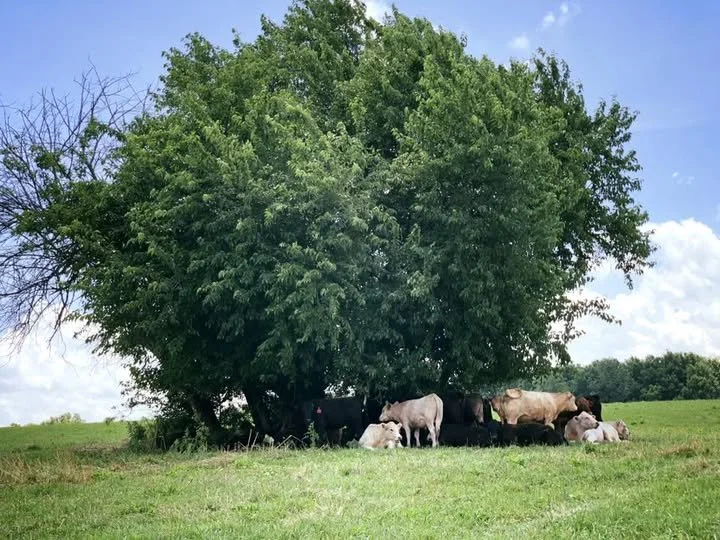 Bluegrass Ag Law — Wilkerson Law PLLC