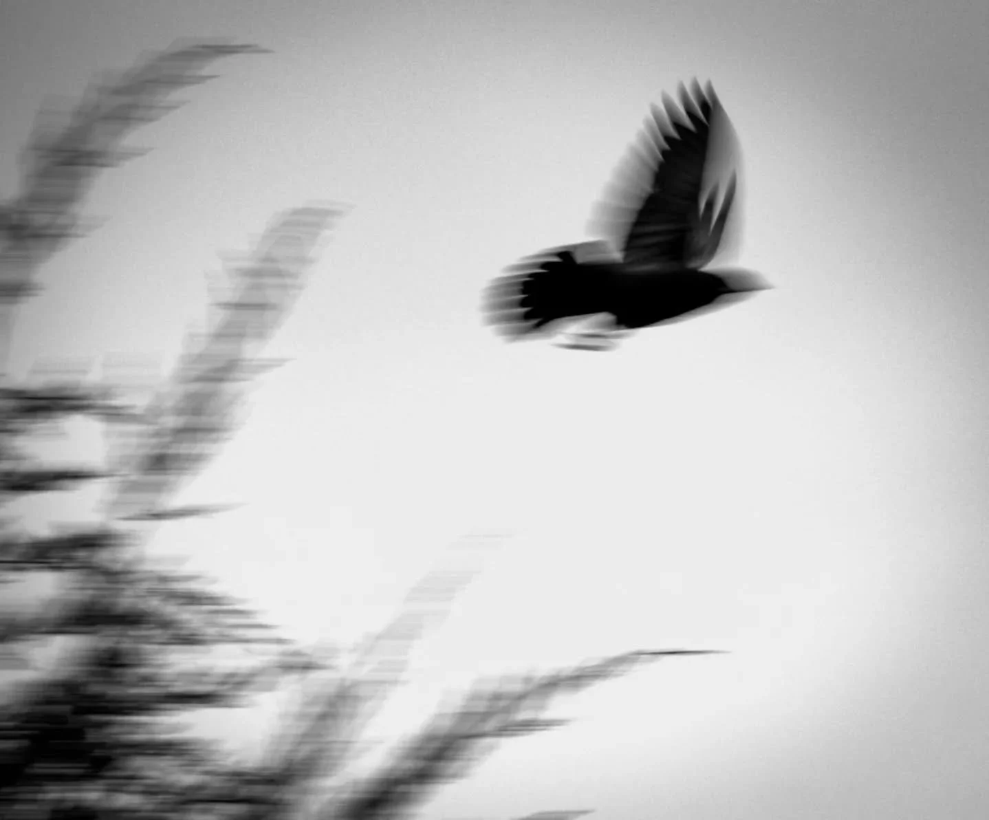 52. Impression 

Canon R7 

400mm f/8 1/160 sec. 1250 ISO

#365photochallenge
#birdphotography 
#wildlifephotography 
#blackandwhitephotography