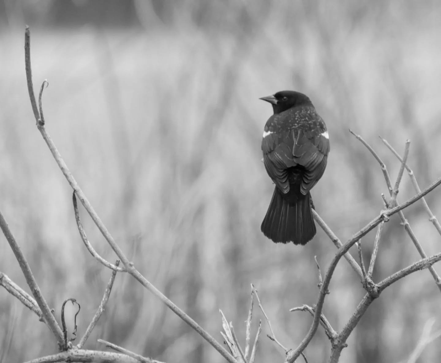 50. Feathers

Canon R7 

400 mm f/8 1/160 sec. 1250 ISO

#365photochallenge
#birdphotography
#wildlifephotography 
#blackandwhitephotography