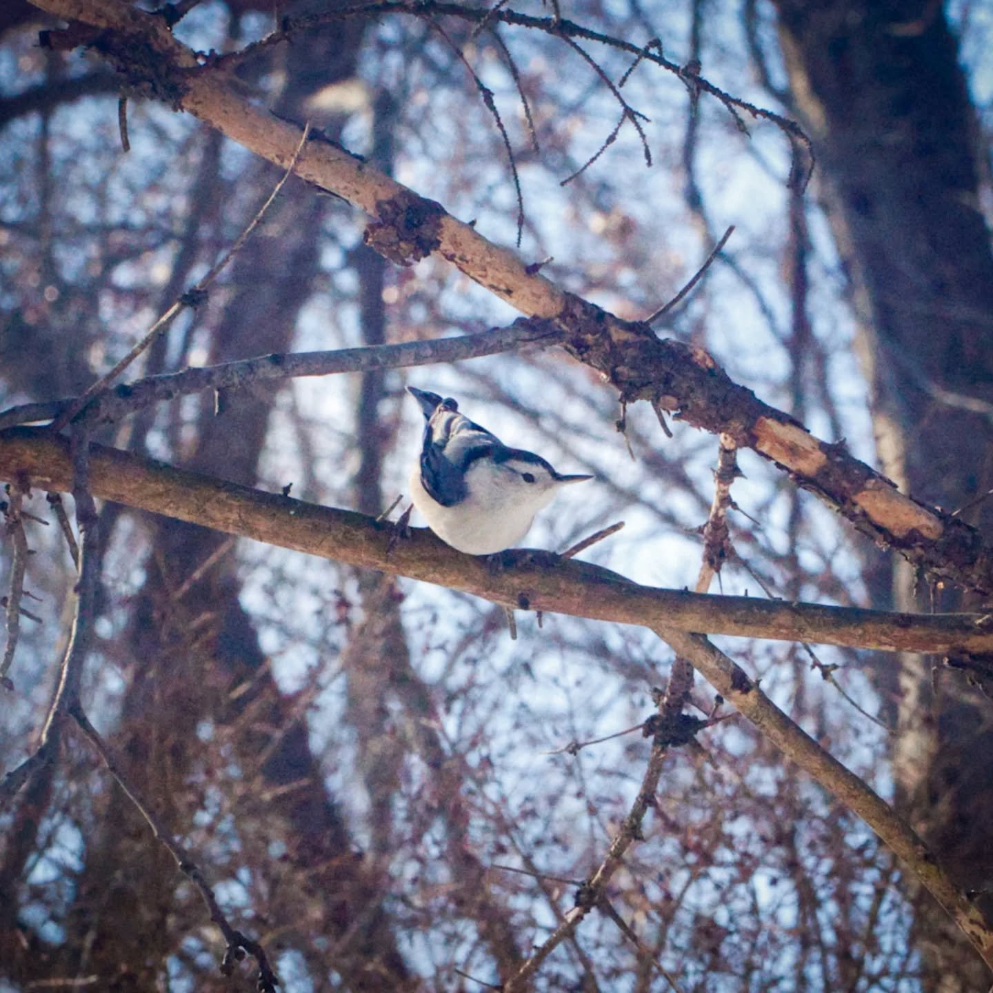 47. White-breasted Nuthatch

Canon R7 

100 mm f/14 1/2000 sec. 8000 ISO

#365photochallenge 
#birdphotography 
#wildlifephotography