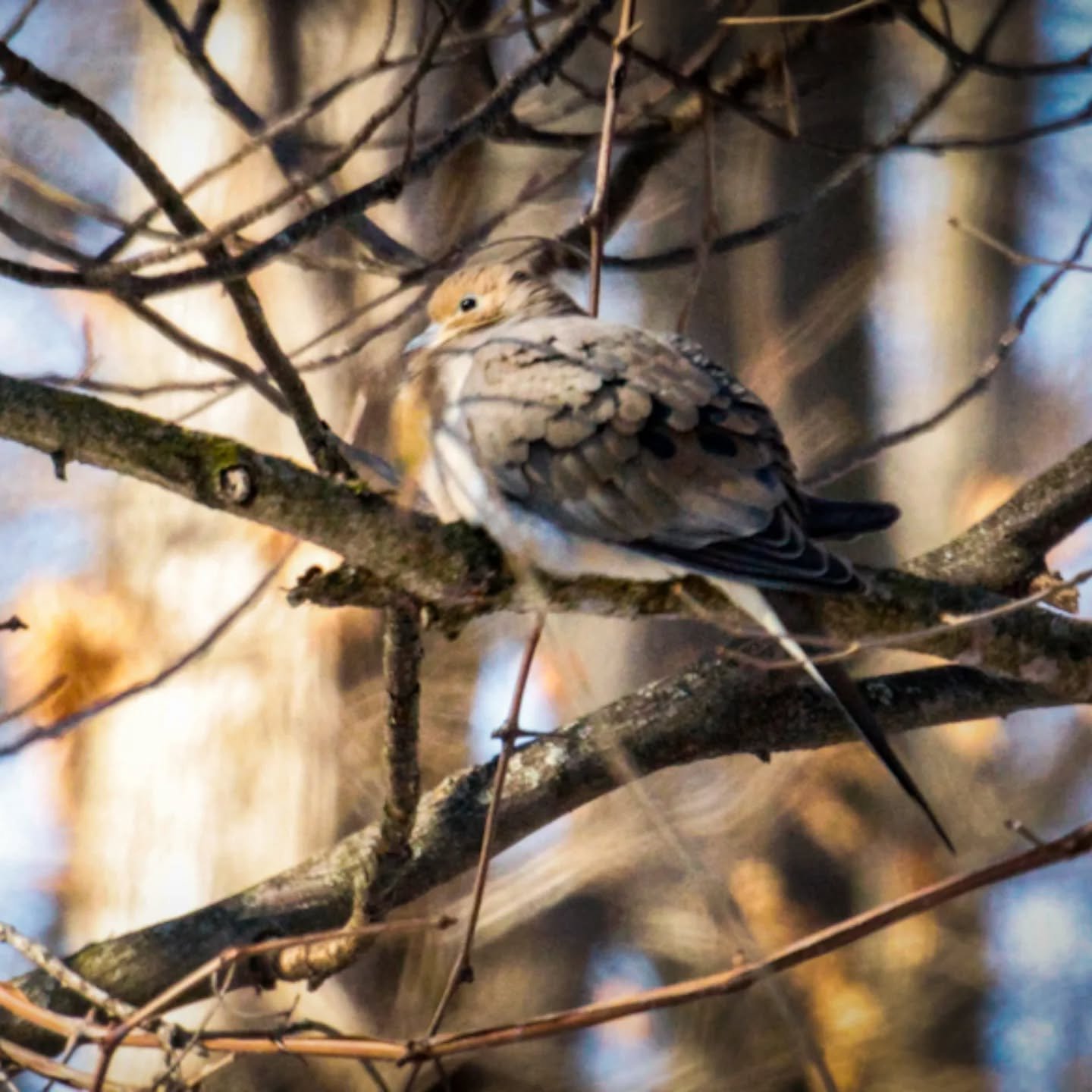 46. Mourning Dove

Canon R7 

400mm f/14 1/1250 sec. 10000 ISO

#365photochallenge 
#birdphotography 
#wildlifephotography