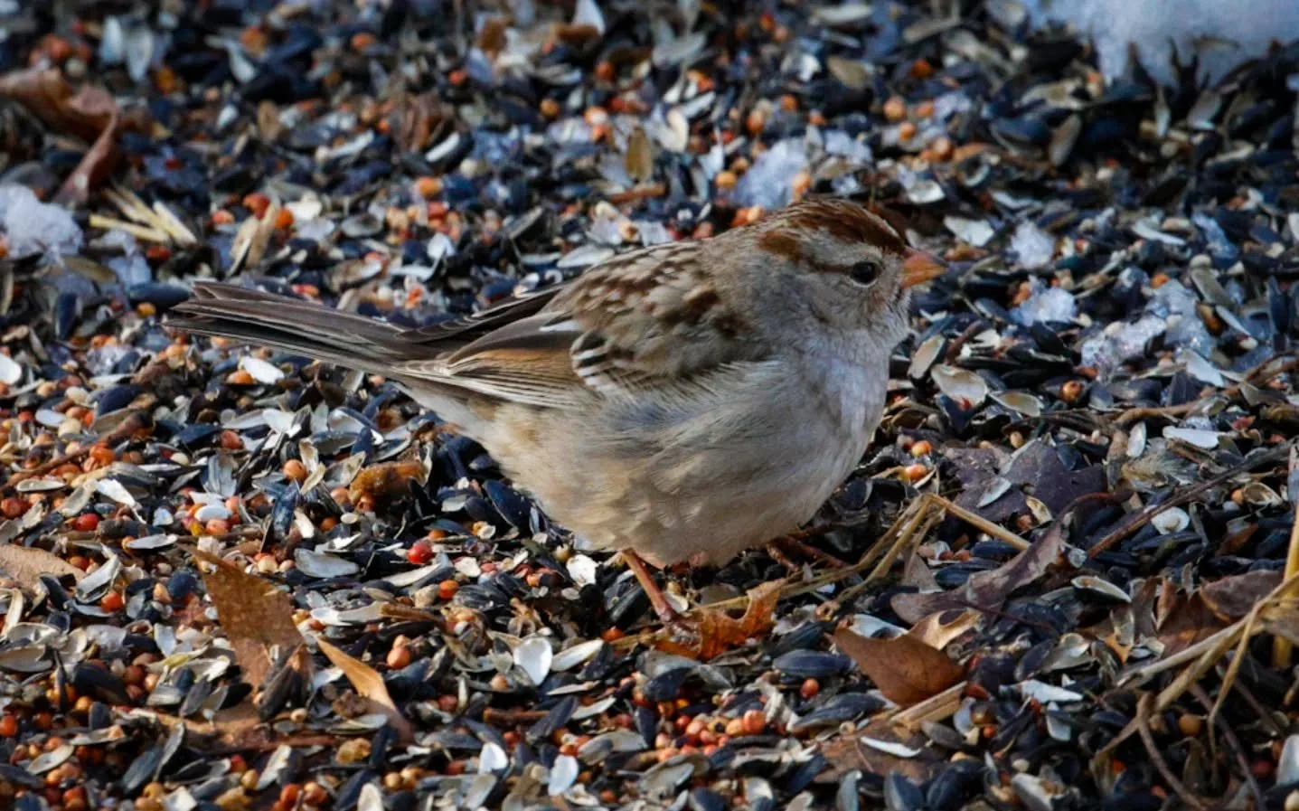 45. Rufous Winged Sparrow

Canon R7 

400mm f/14 1/800 sec. 10000 ISO

#365photochallenge
#birdphotography 
#wildlifephotography