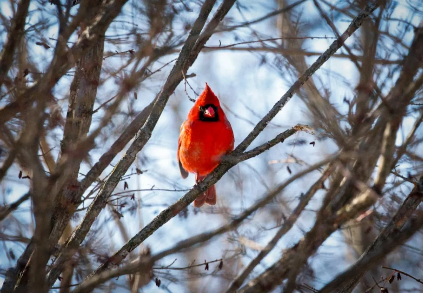 44. Eye Contact

Canon R7 

349 mm f/ 14 1/1250 sec 10000 ISO

#365photochallenge 
#birdphotography
#wildlifephotography
