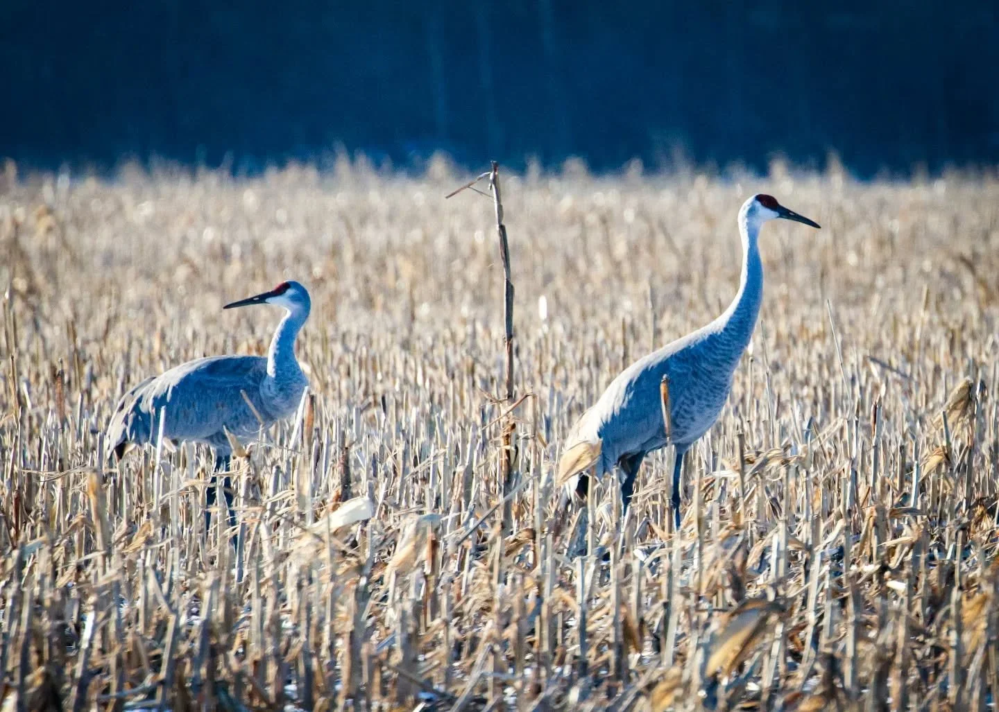 52. Welcome Back

Canon R7 

400mm f/8 1/1600 sec. 1250 ISO

#365photochallenge
#birdphotography
#wildlifephotography 
#conservation
#sandhillcrane