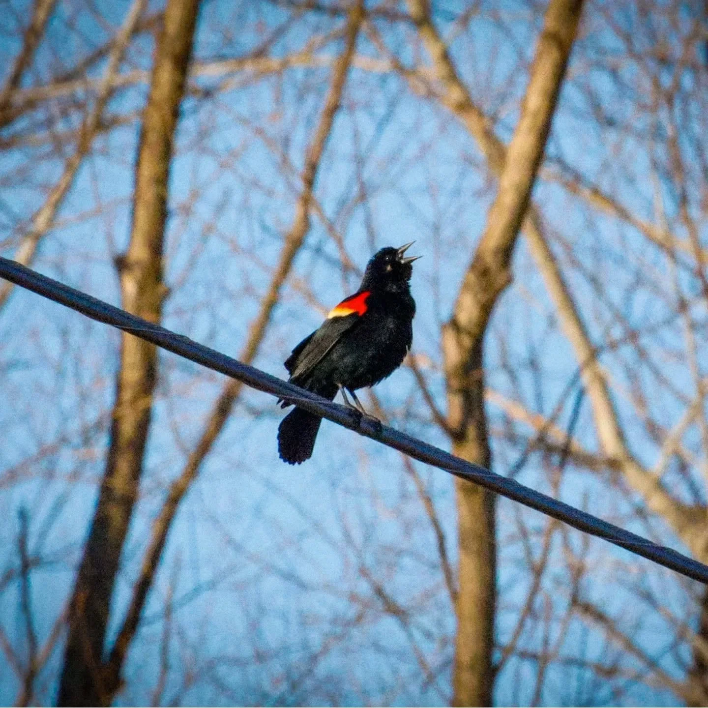 54. Not Much Longer

Canon R7 

400mm f/20 1/3200 sec. 12800 ISO

#365photochallenge
#birdphotography
#wildlifephotography 
#spring