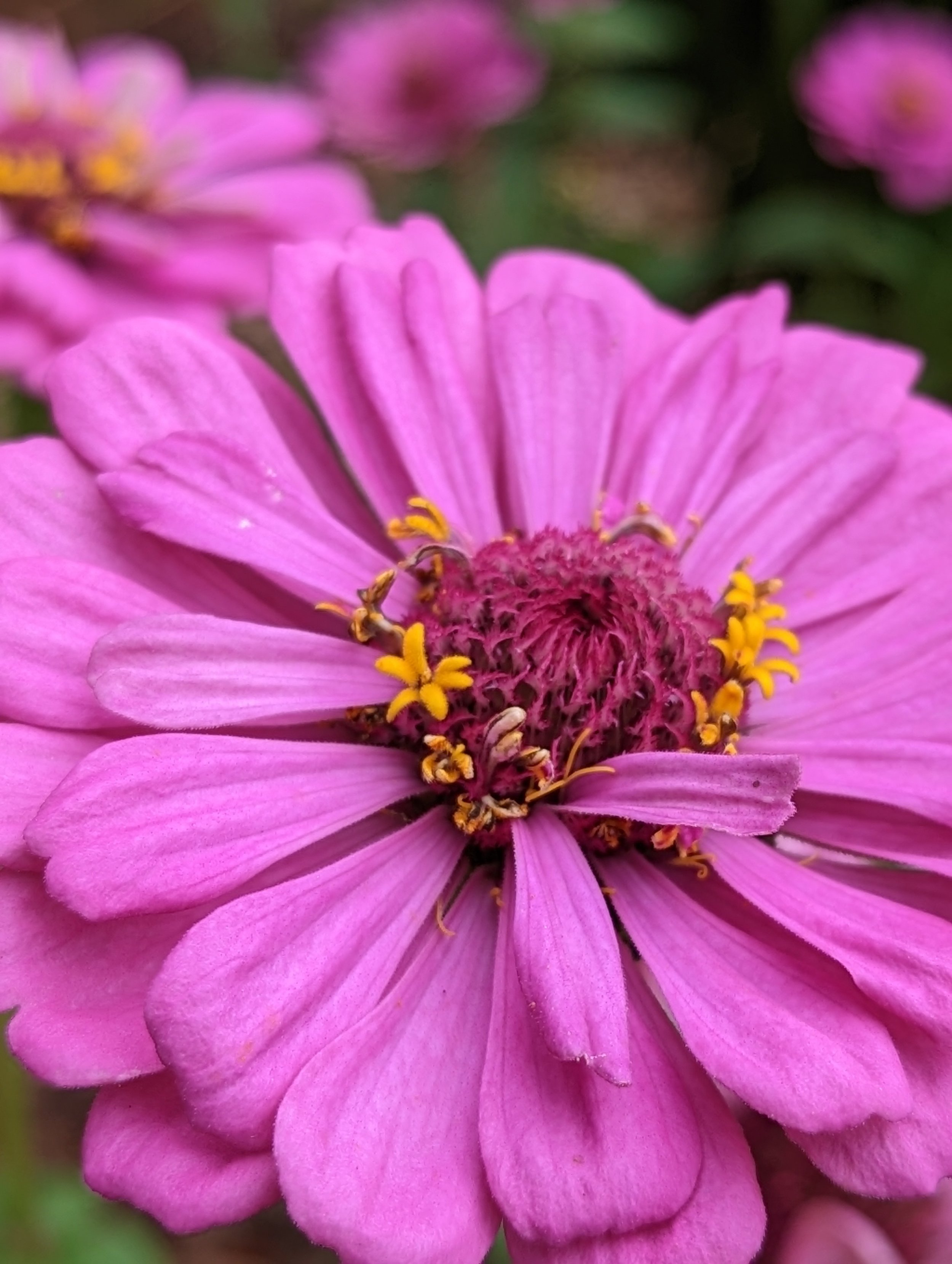 Close-up of a vibrant pink zinnia flower with yellow central florets and blurred background of foliage and other flowers.