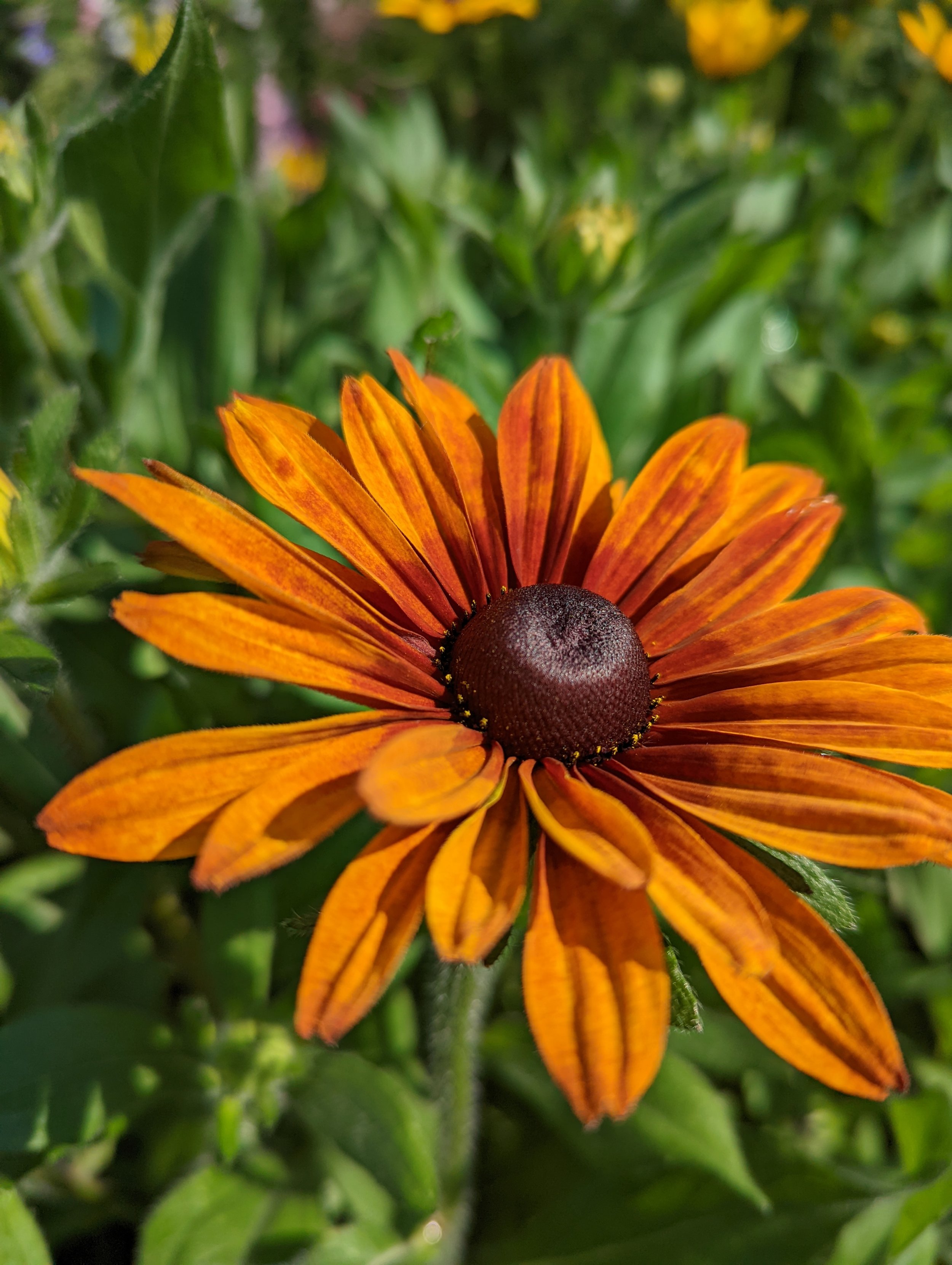 Close-up of an orange black-eyed Susan flower with green foliage in the background.