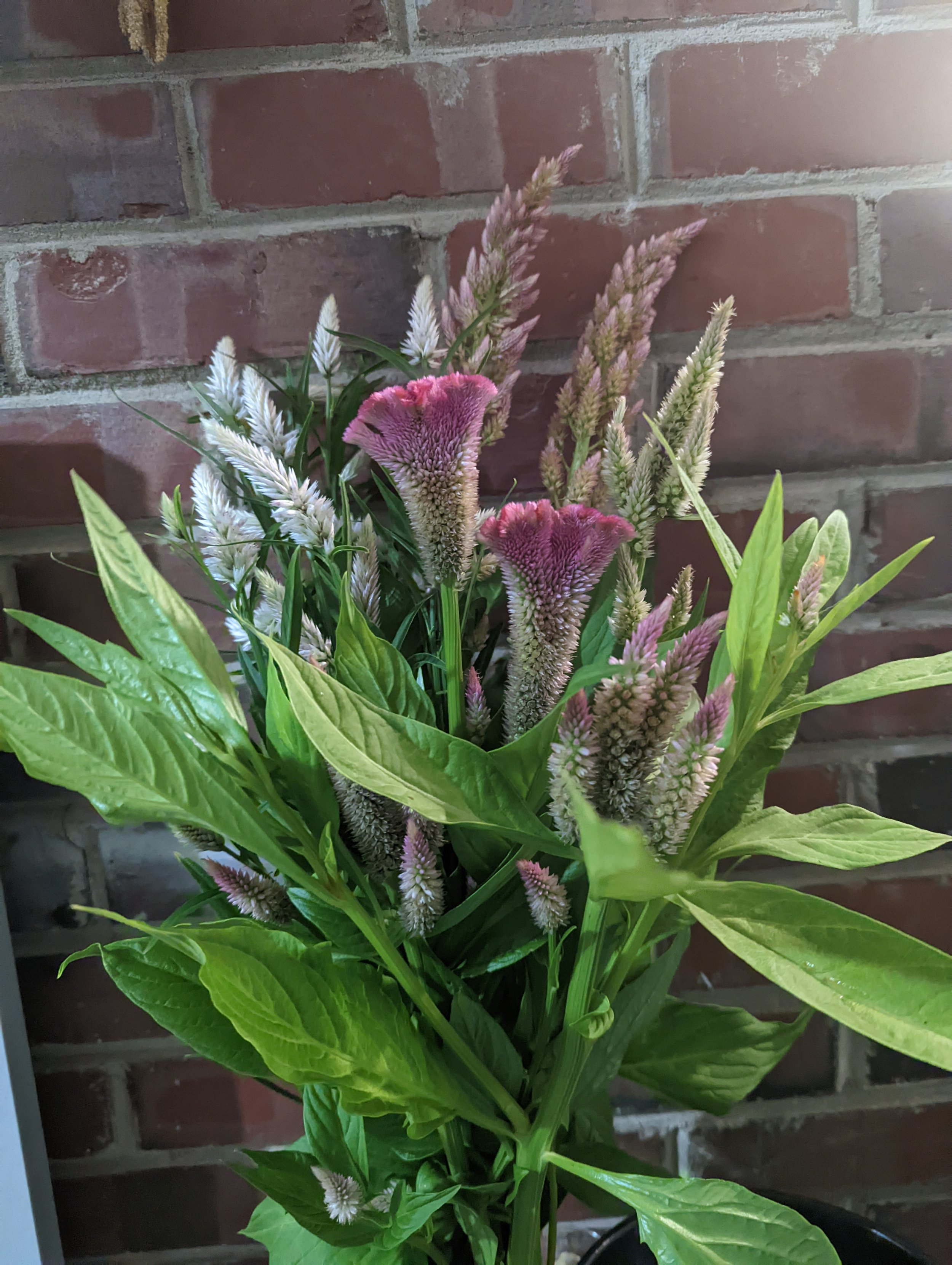 Bouquet of cockscomb and celosia flowers against a brick wall