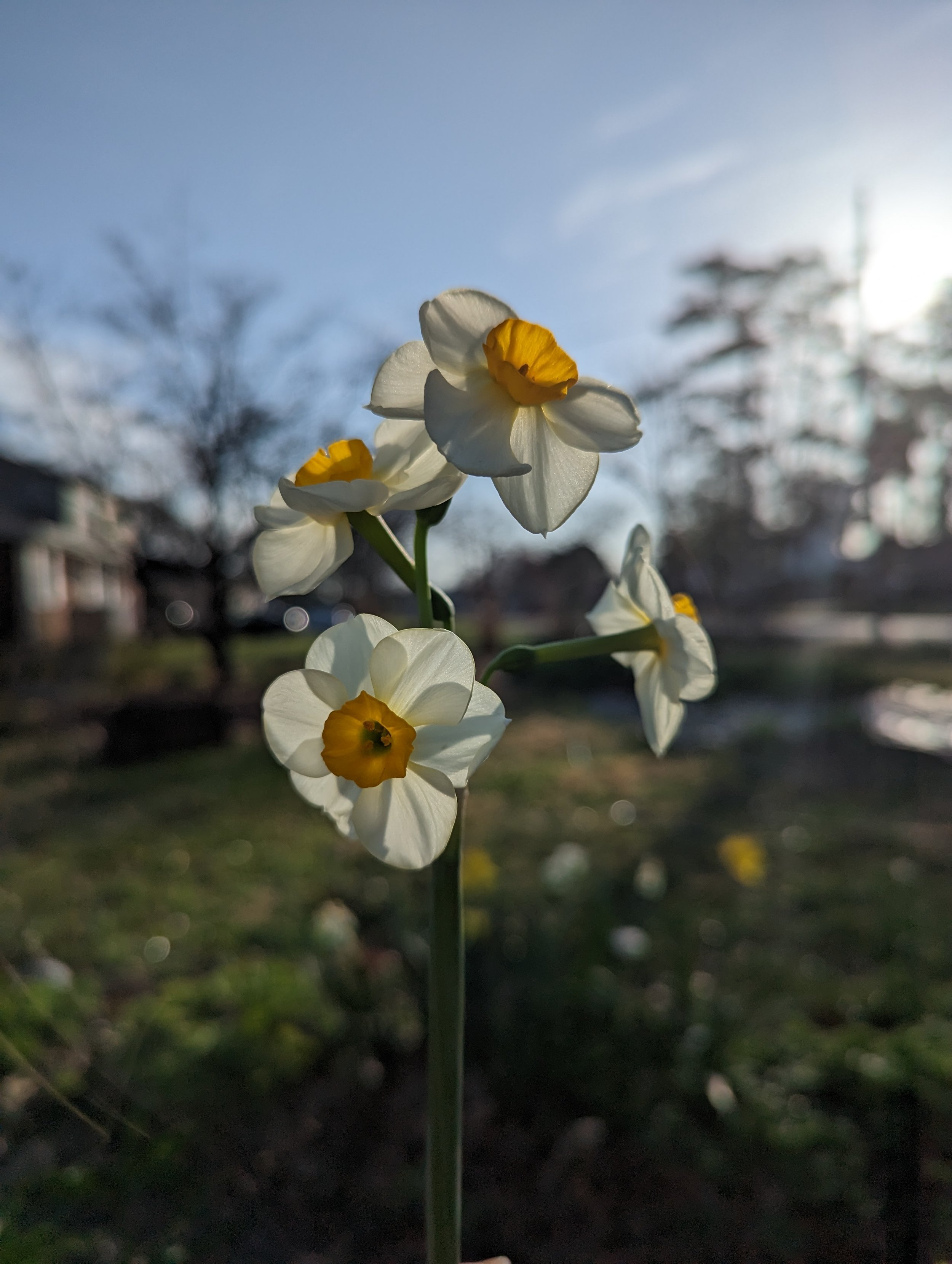 Close-up of white daffodils with yellow centers against a blurred outdoor background in sunlight.